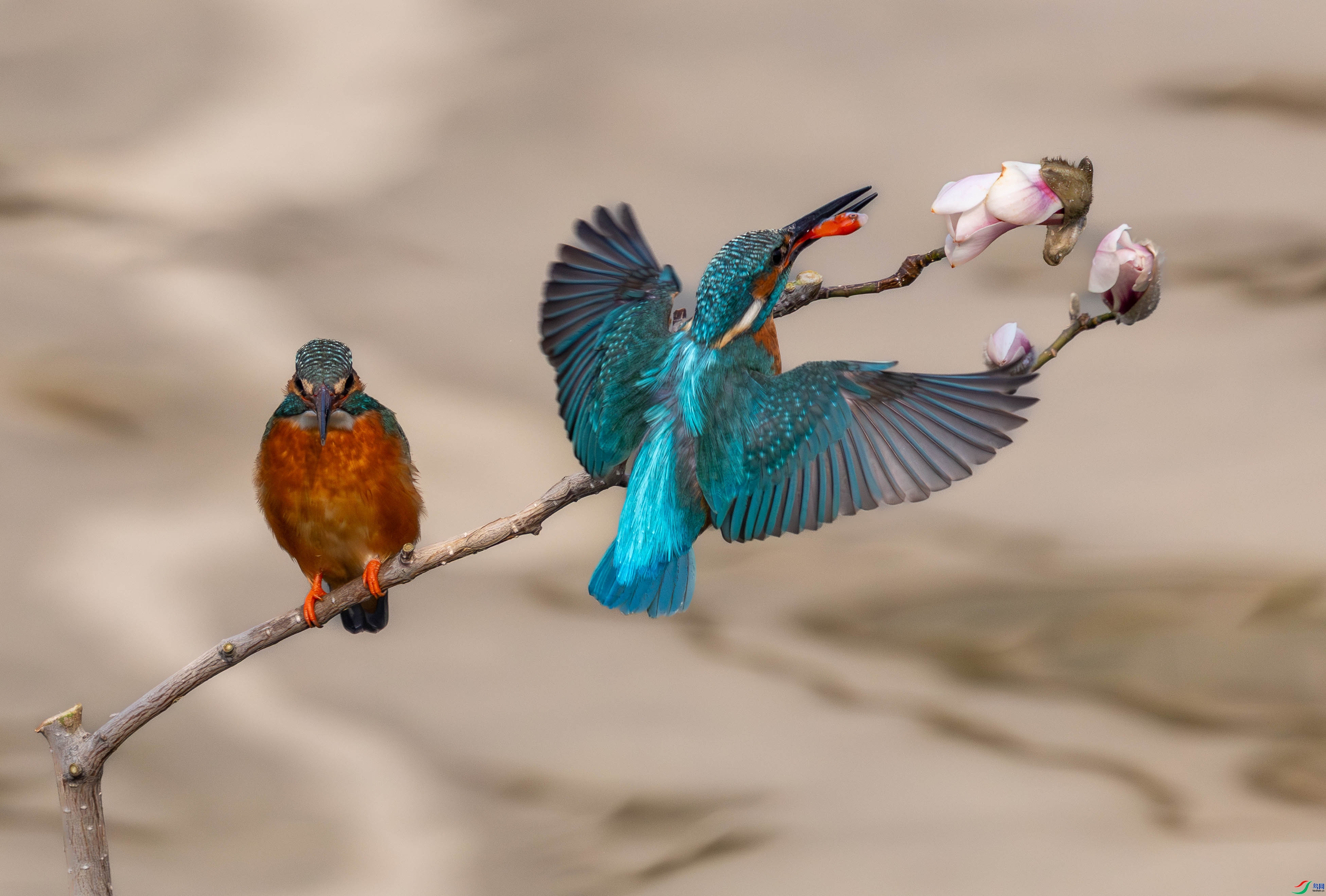 3.10 ����˶��  �ܸɵ�ϱ����  �ٻ�2026��3��10�ջ�Ա��ҳ����.jpg