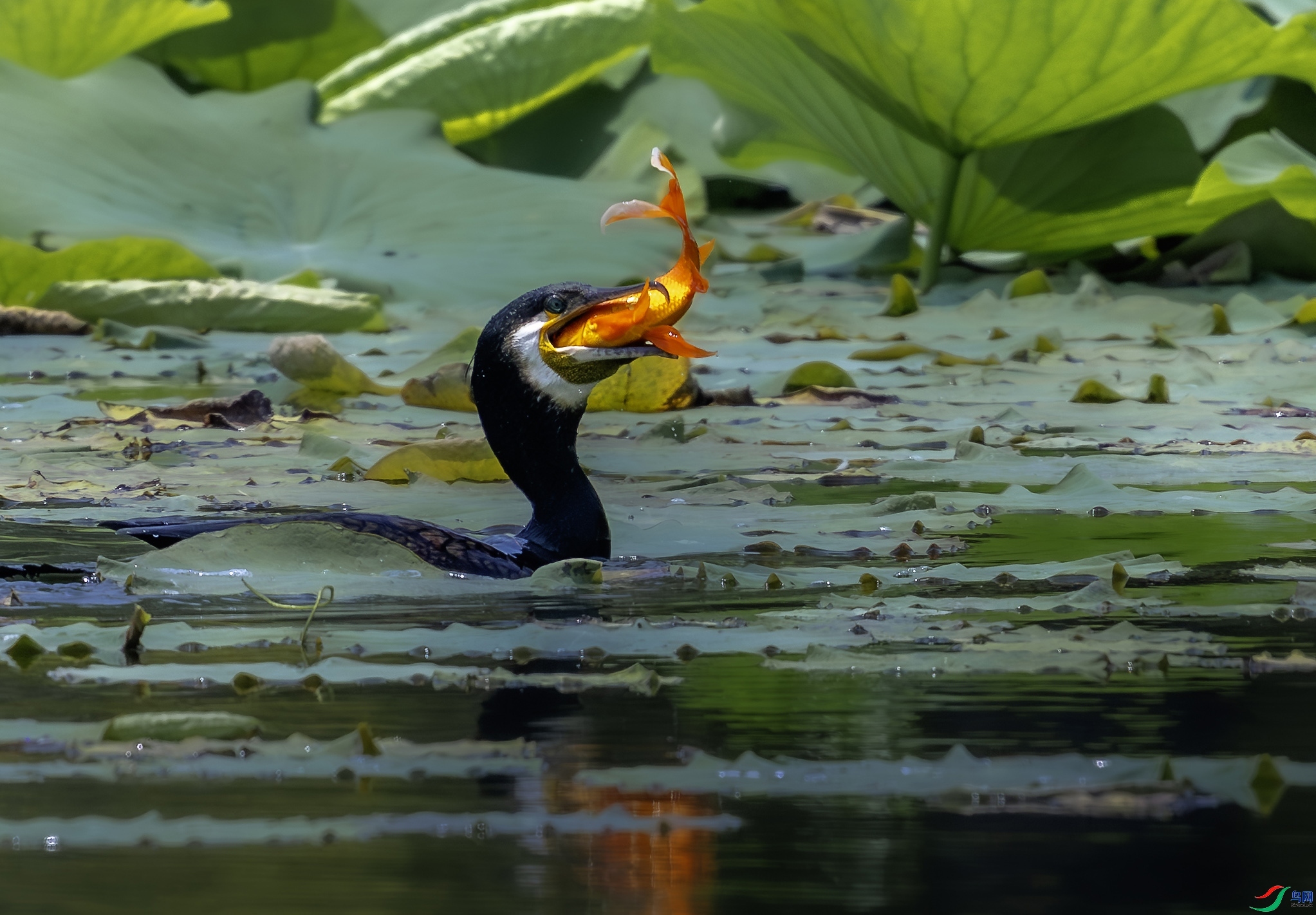 3.11 ����˶����ʦ��Ʒ  ����   �ٻ�2026��3��11�ջ�Ա��ҳ����.jpg