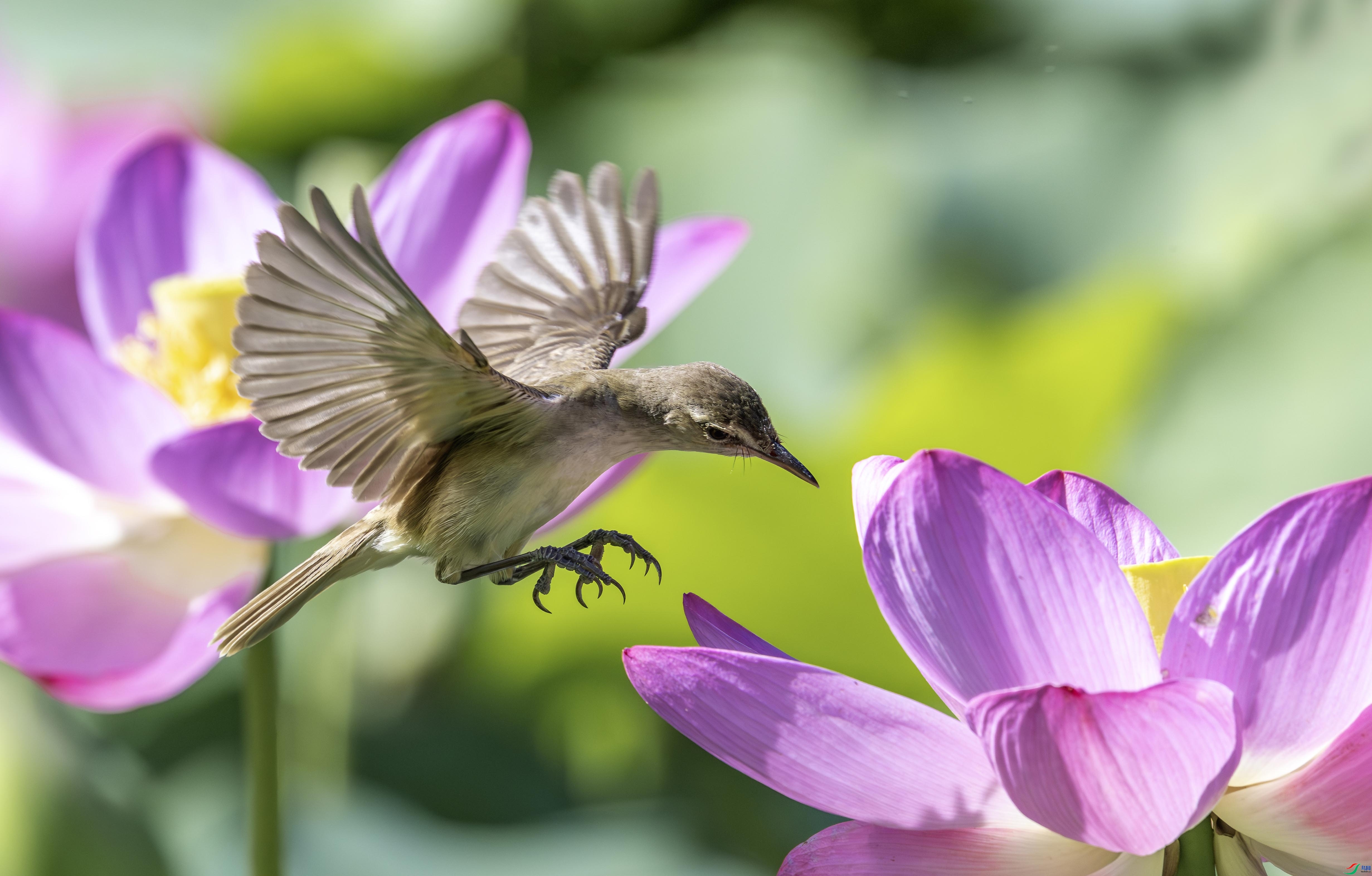 3.12 ����˶����ʦ��Ʒ  ̽��  �ٻ�2026��3��12�ջ�Ա��ҳ����.jpg