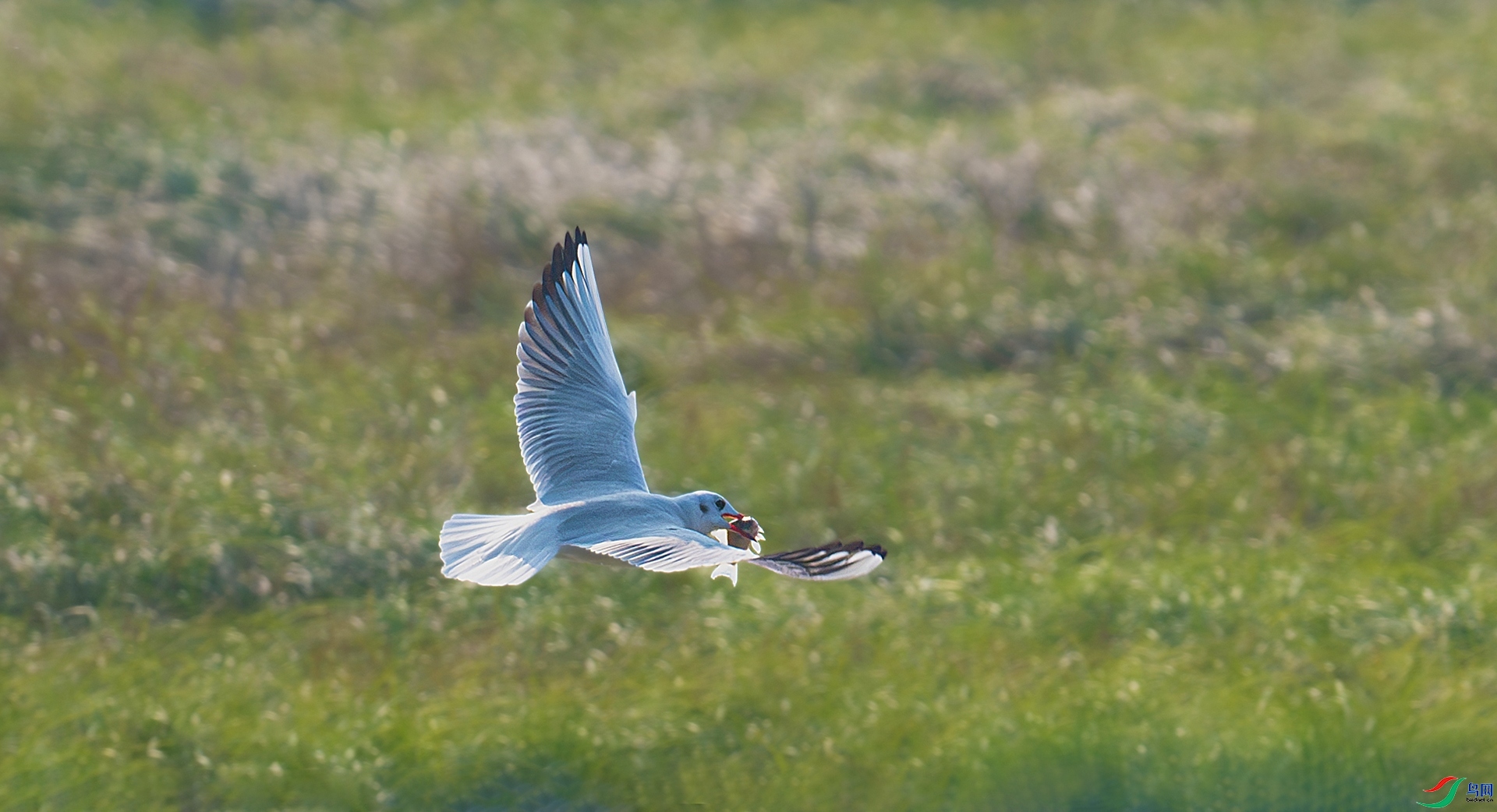 3.11 ӯӯ��ʦ��Ʒ  �������   �ٻ�2026��3��11�ջ�Ա��ҳ����.jpg