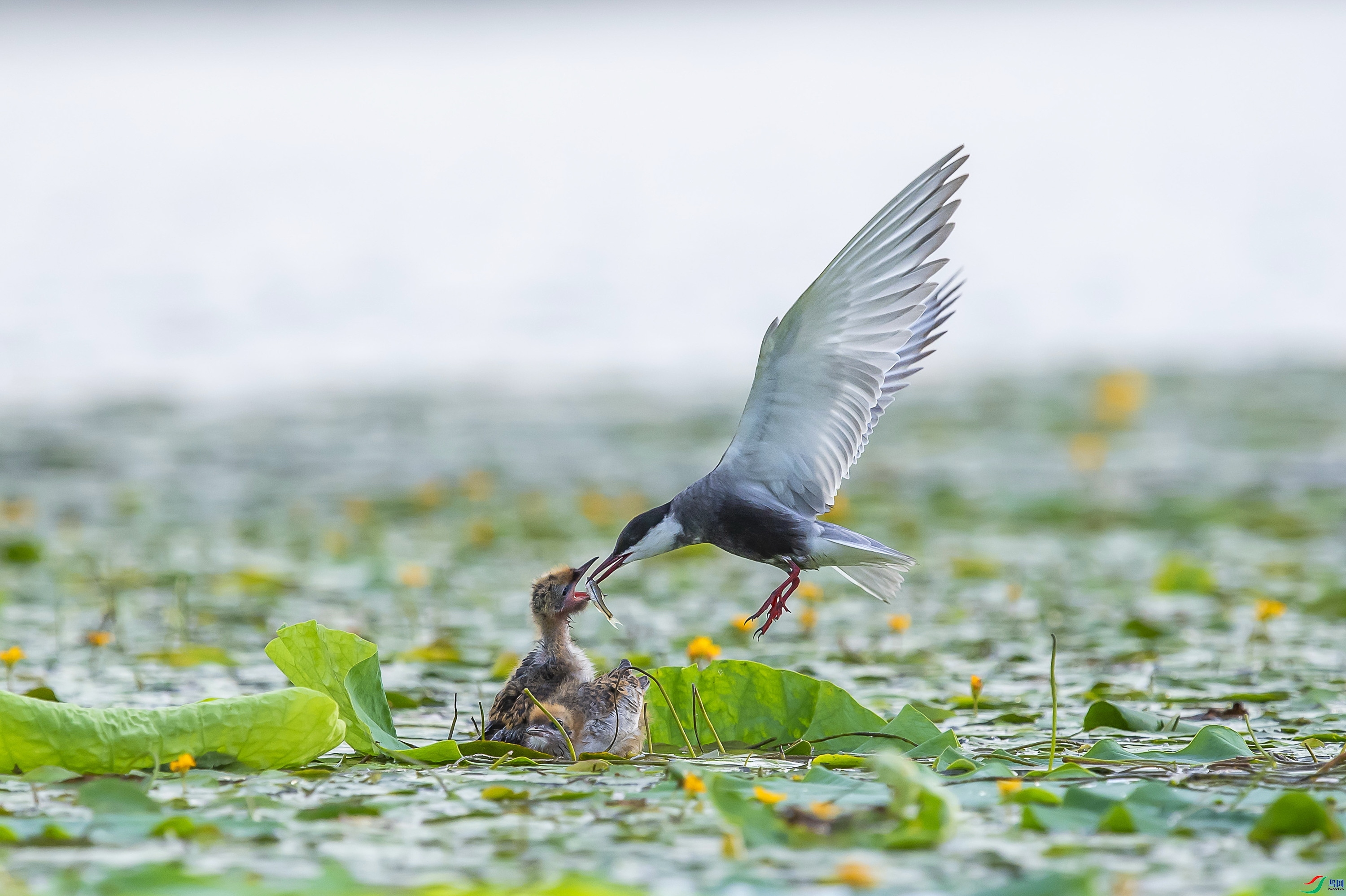 3.12 ����1183��ʦ��Ʒ  ���ڲ���  �ٻ�2026��3��12����Ӱʦ��ҳ����.jpg