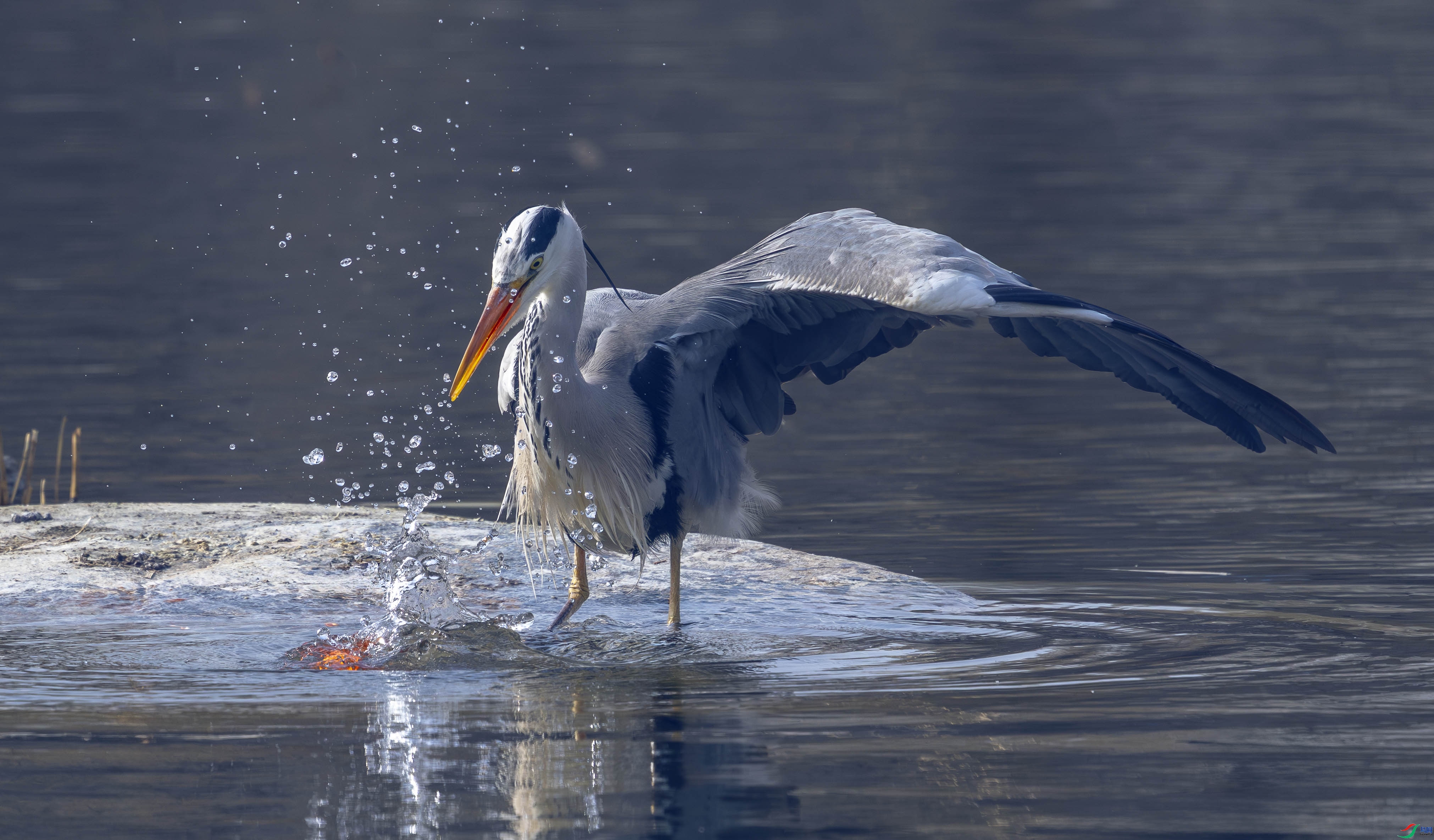 3.13 ����˶����ʦ��Ʒ  �㶪��  �ٻ�2026��3��13�ջ�Ա��ҳ����.jpg