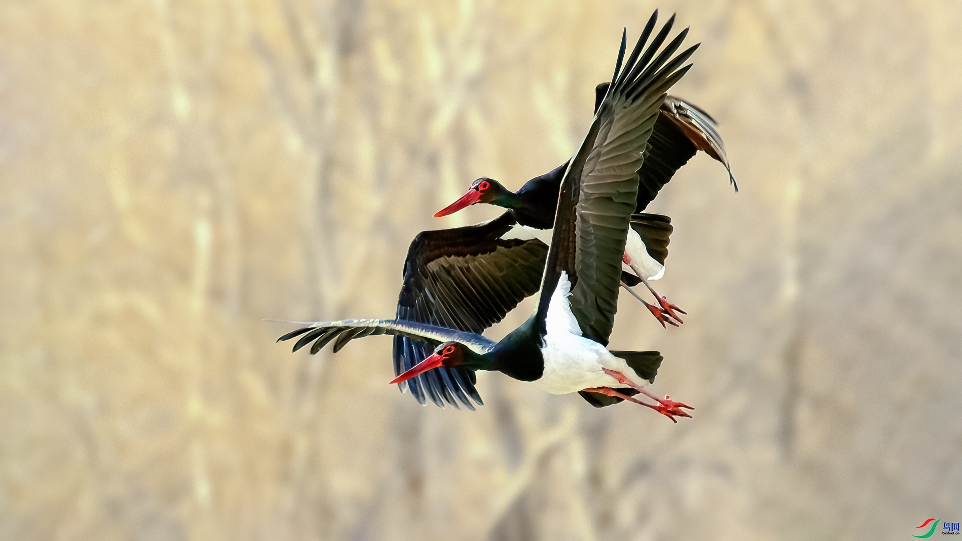 3.15 ��Ӿ��ʦ��Ʒ  ����  �ٻ�2026��3��15�ջ�Ա��ҳ����.jpg