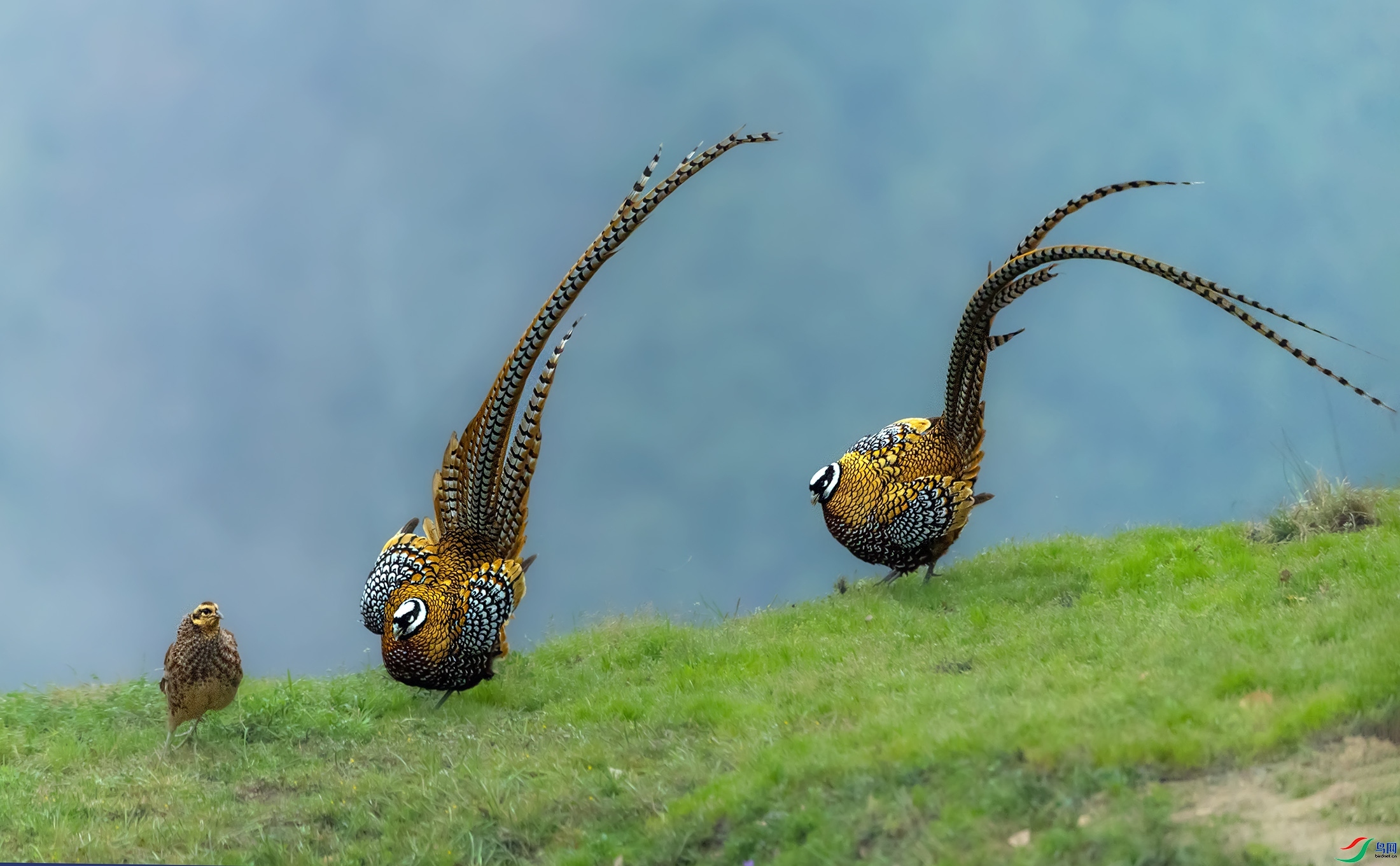 3.16 ��ɽ����ʦ��Ʒ  ����  �ٻ�2026��3��16����Ӱʦ��ҳ����.jpg