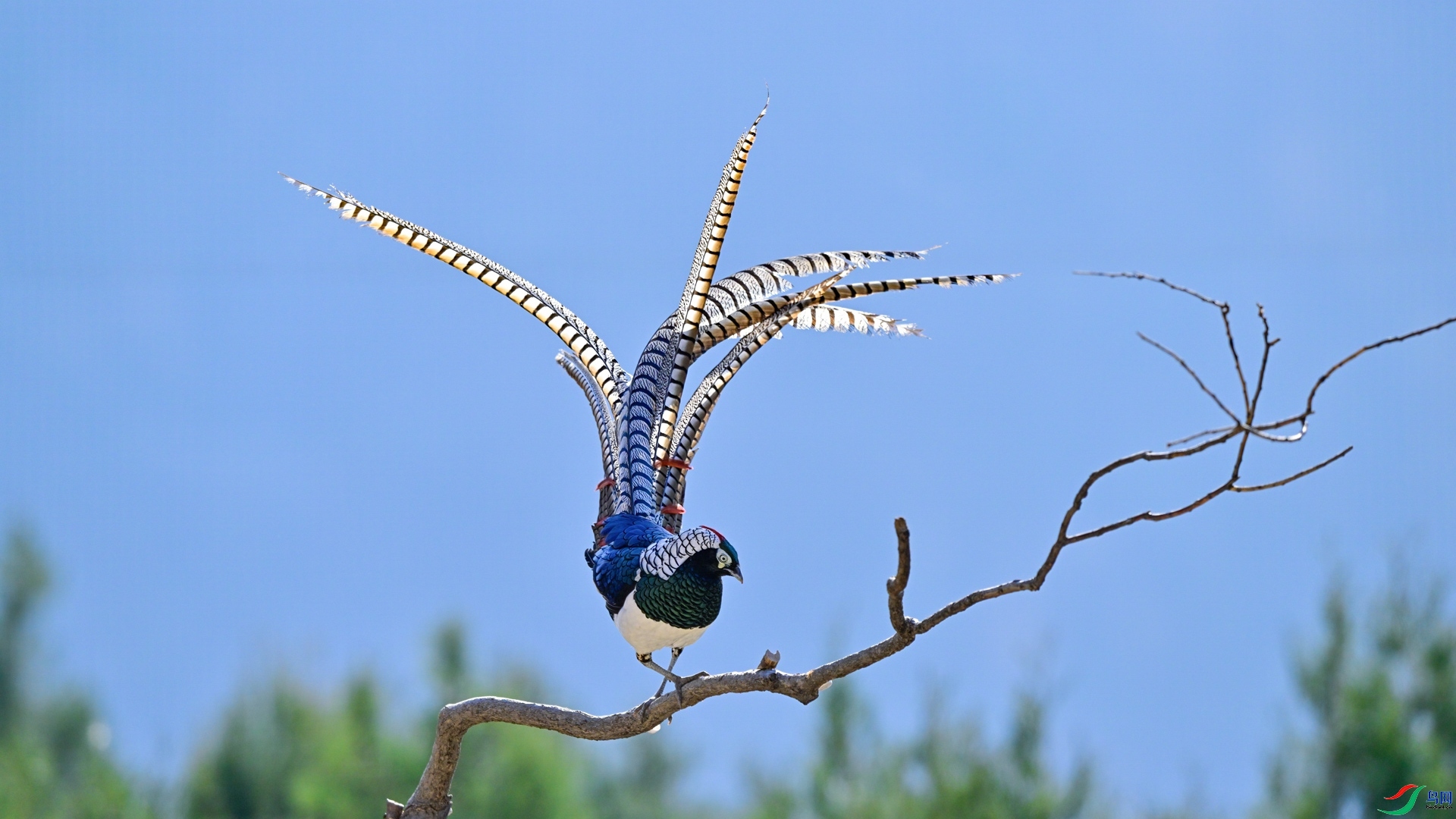 3.17 ��ƽ@��ʦ��Ʒ  �׸�  �ٻ�2026��3��17�հ�����ҳ����.jpg