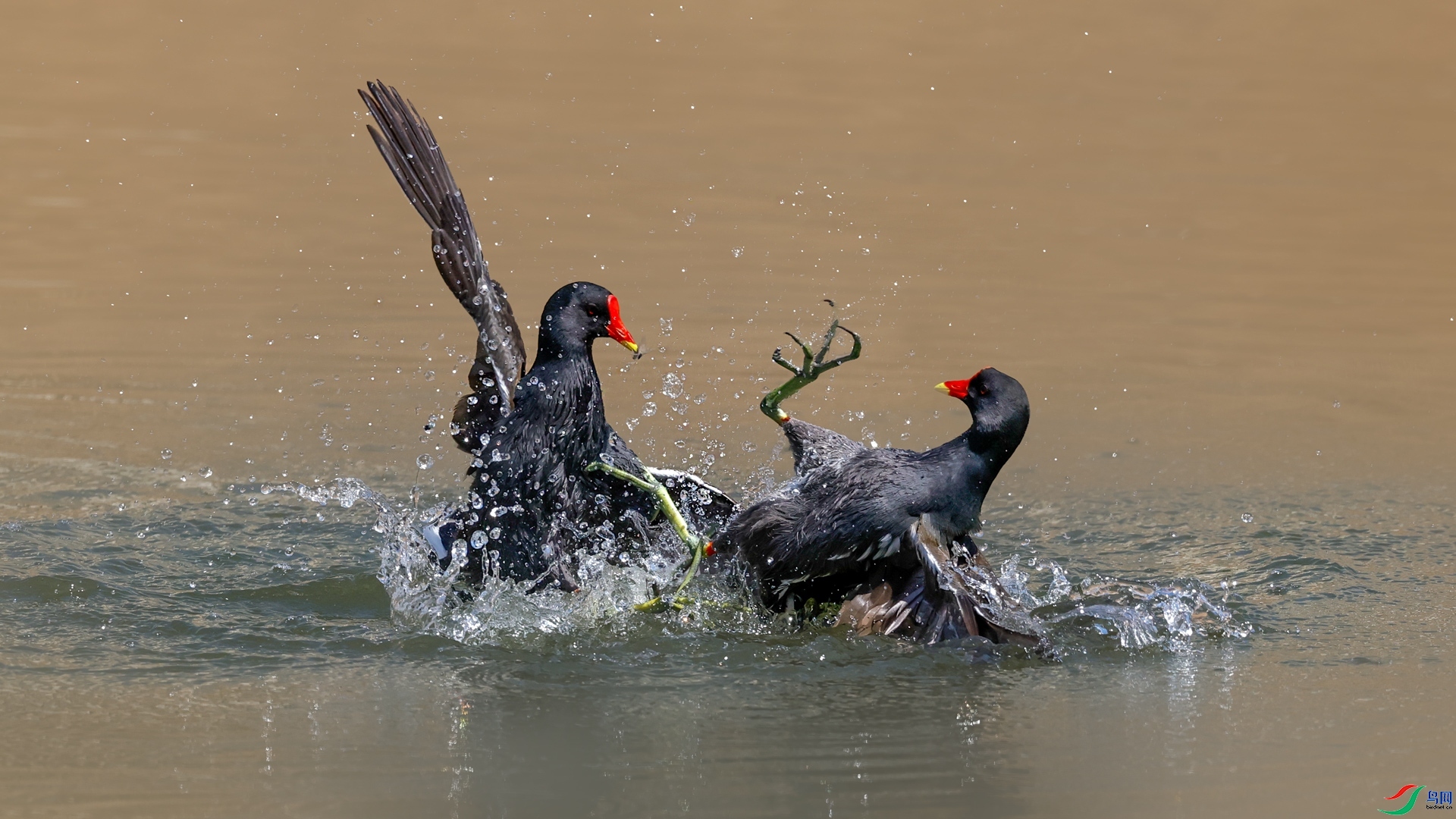 3.12 ¦������ʦ��Ʒ  ս����  �ٻ�2026��3��12�ջ�Ա��ҳ����.jpg