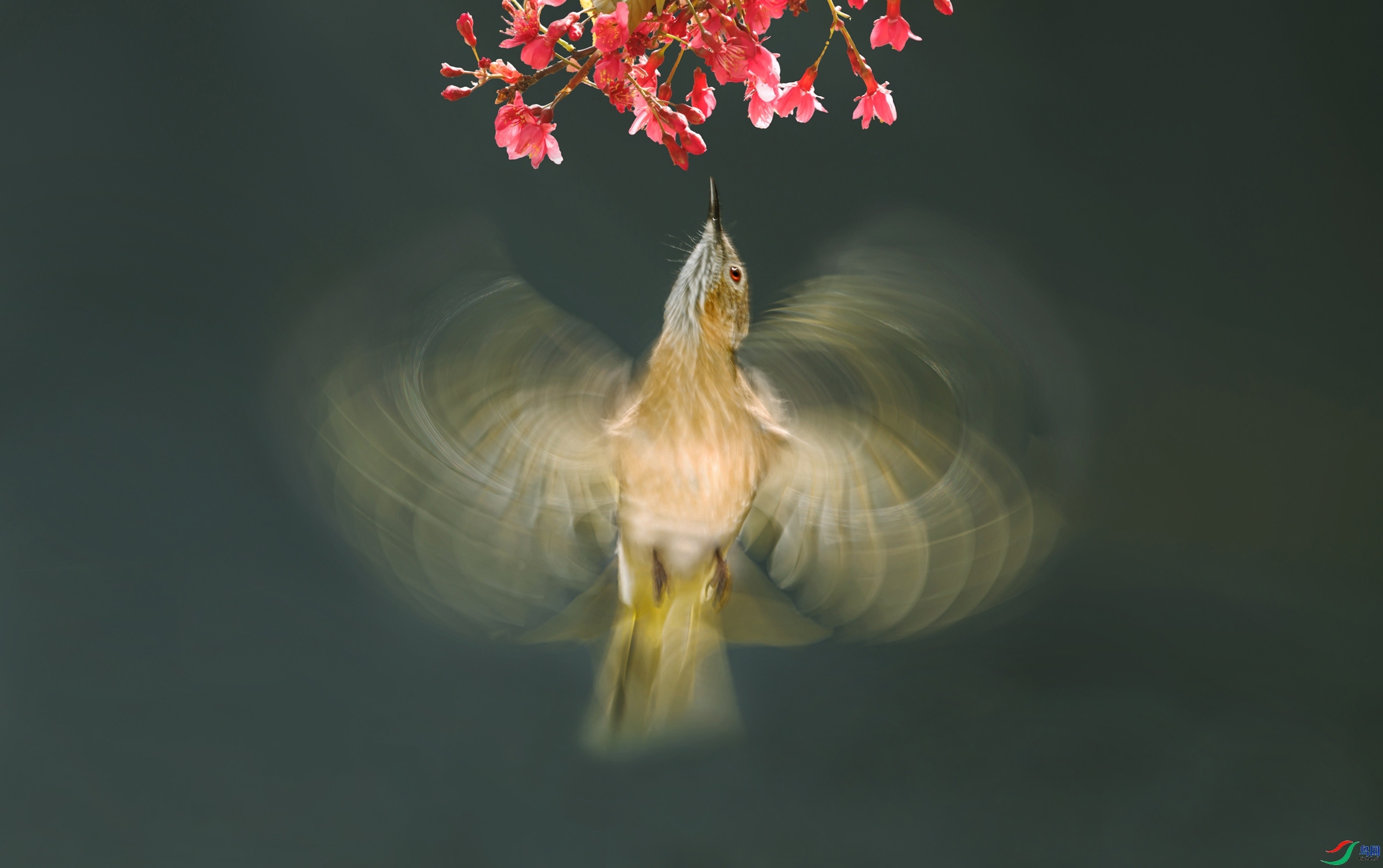 3.17 ������ʦ��Ʒ  ���  �ٻ�2026��3��17����Ӱʦ��ҳ����.jpg