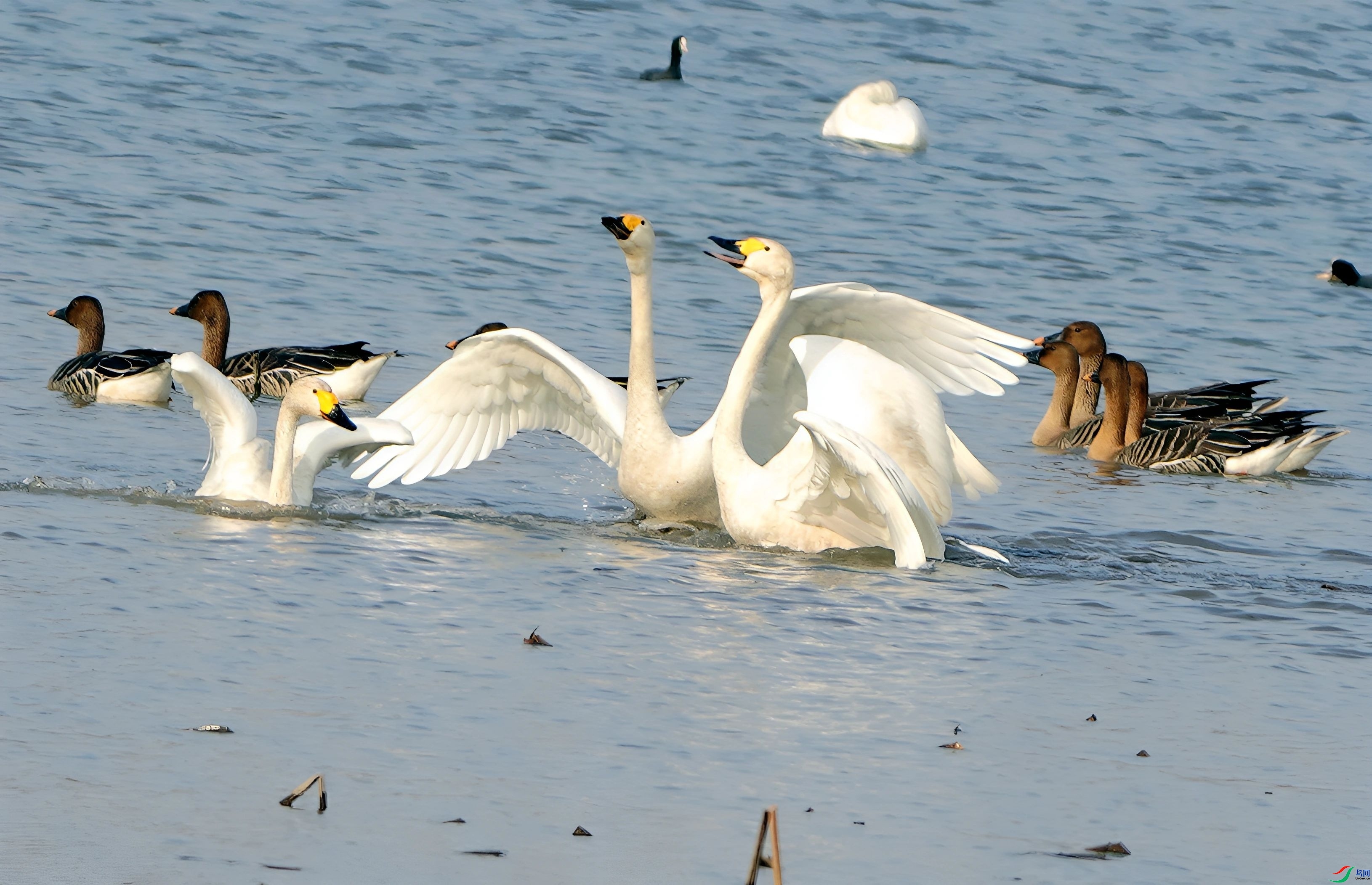 3.16 ��Ұ������ʦ��Ʒ  ���֮��  �ٻ�2026��3��16�ջ�Ա��ҳ����.jpg