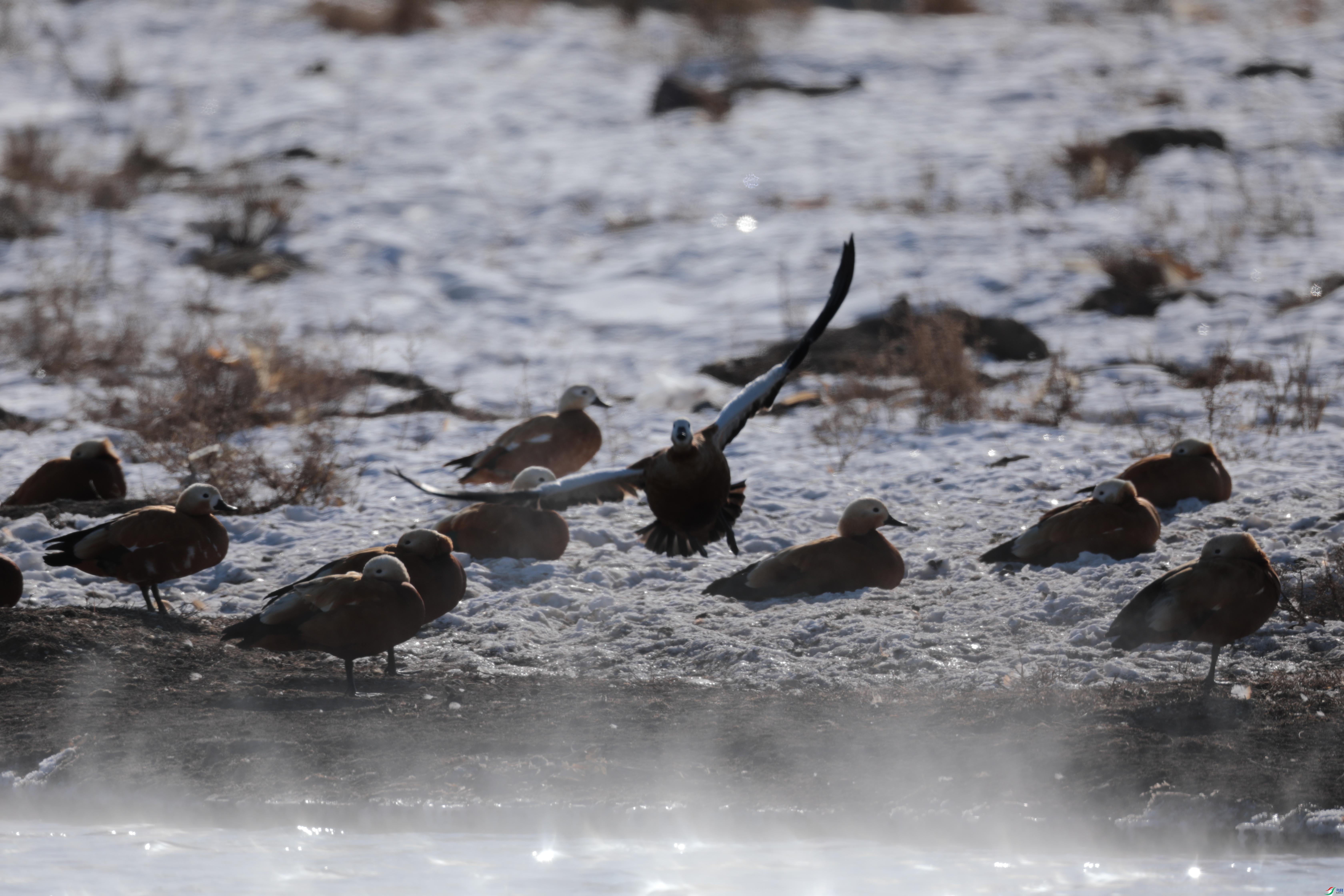 ����Ѽ430/01