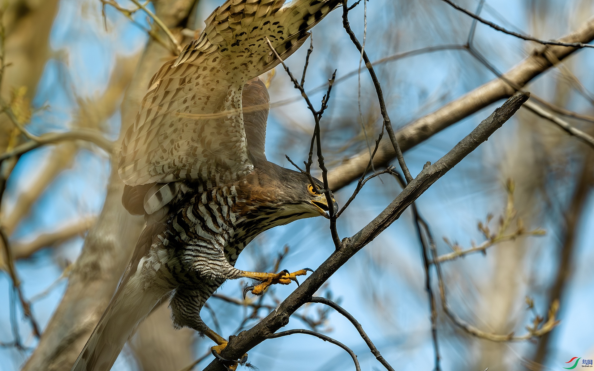 DSC_4180-����ǿ-NR ����.jpg