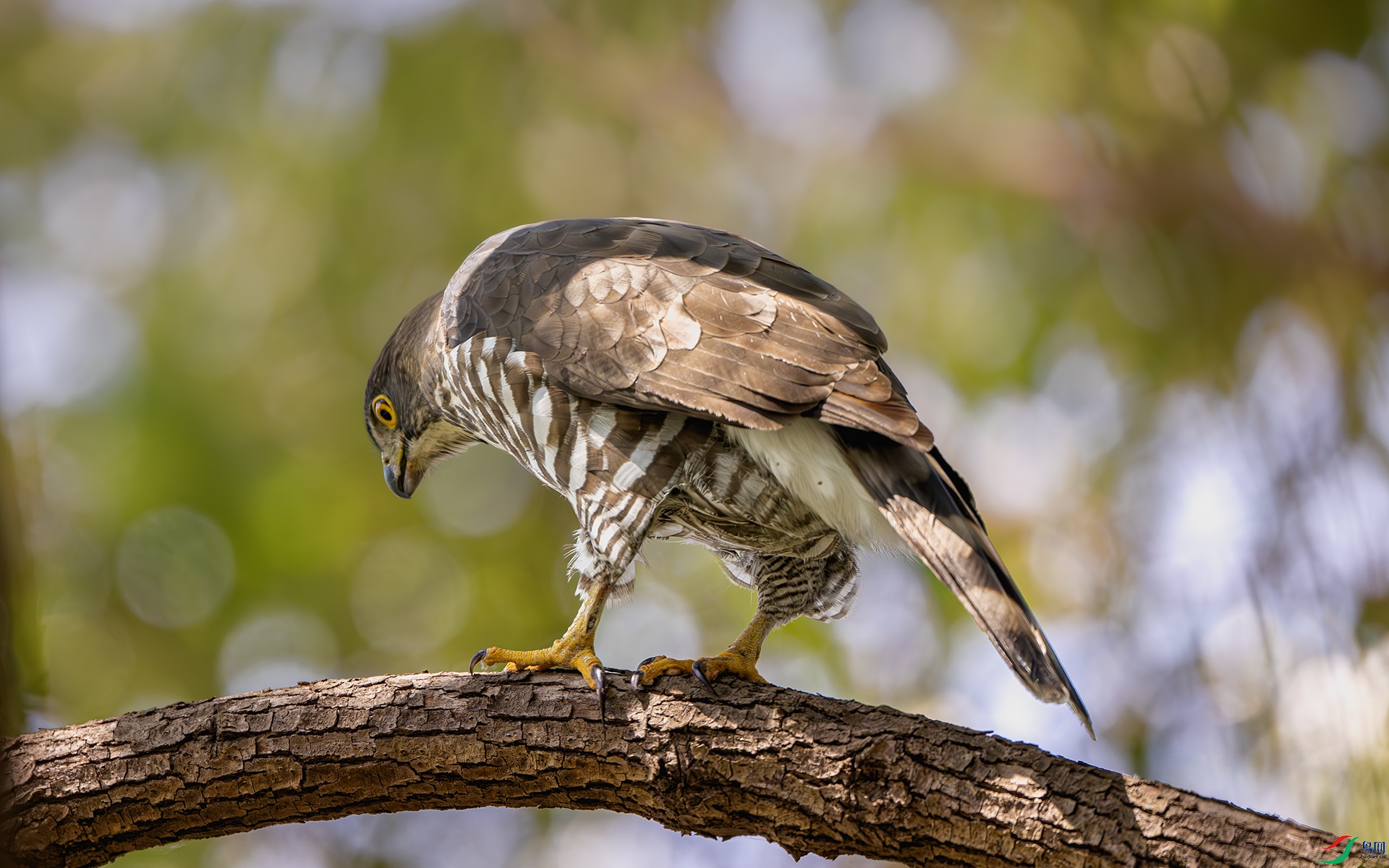 DSC_4311-����ǿ-NR ����.jpg