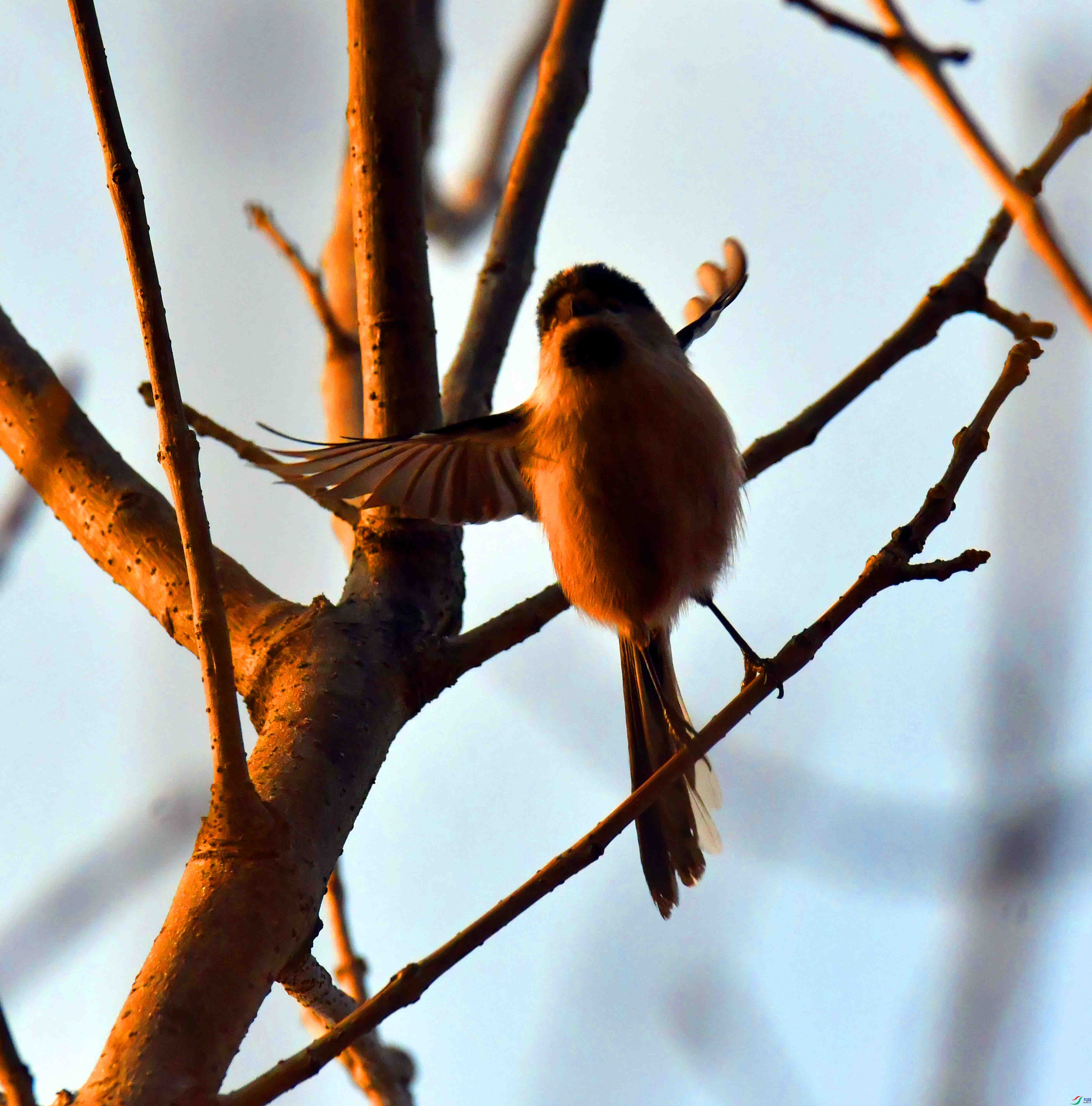 DSC_9886.JPG