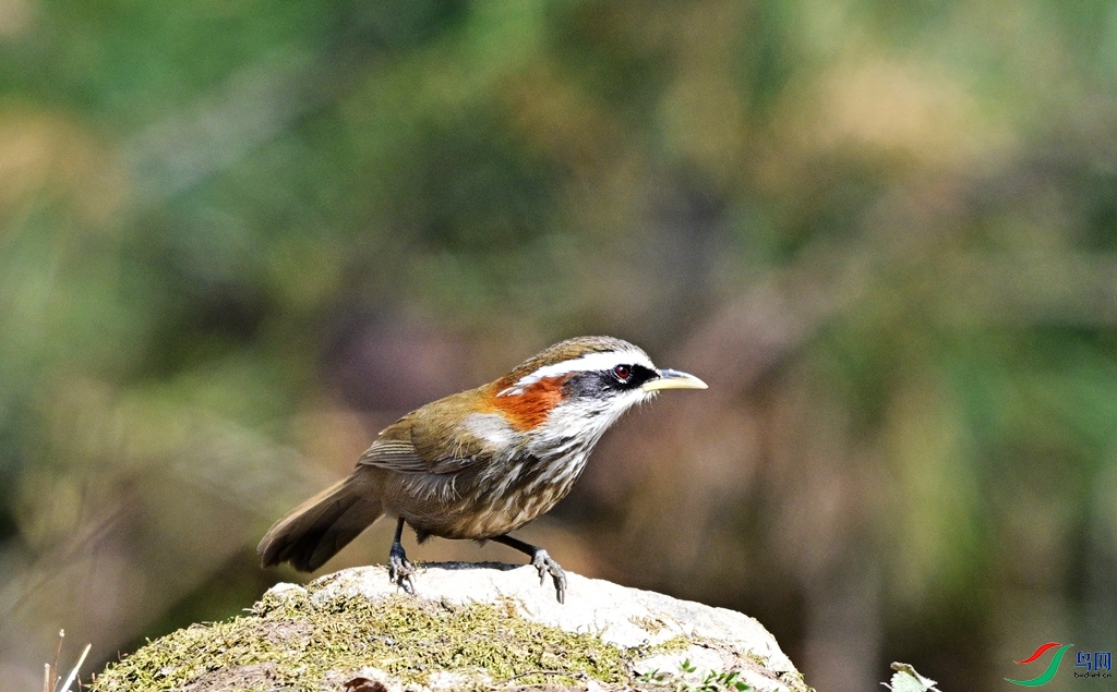 DSC_2611.JPG
