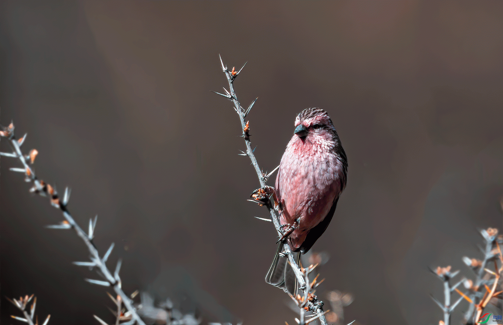 _DSC7595-11.gif