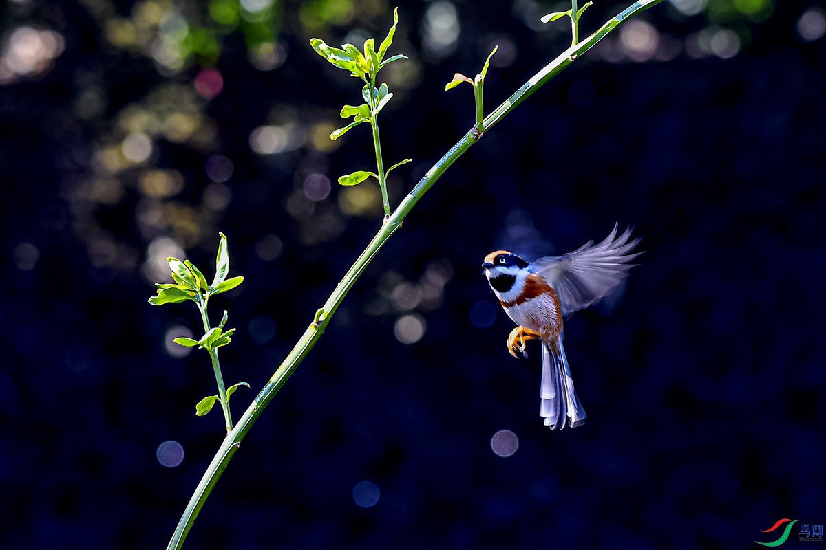 DSC_9285.jpg