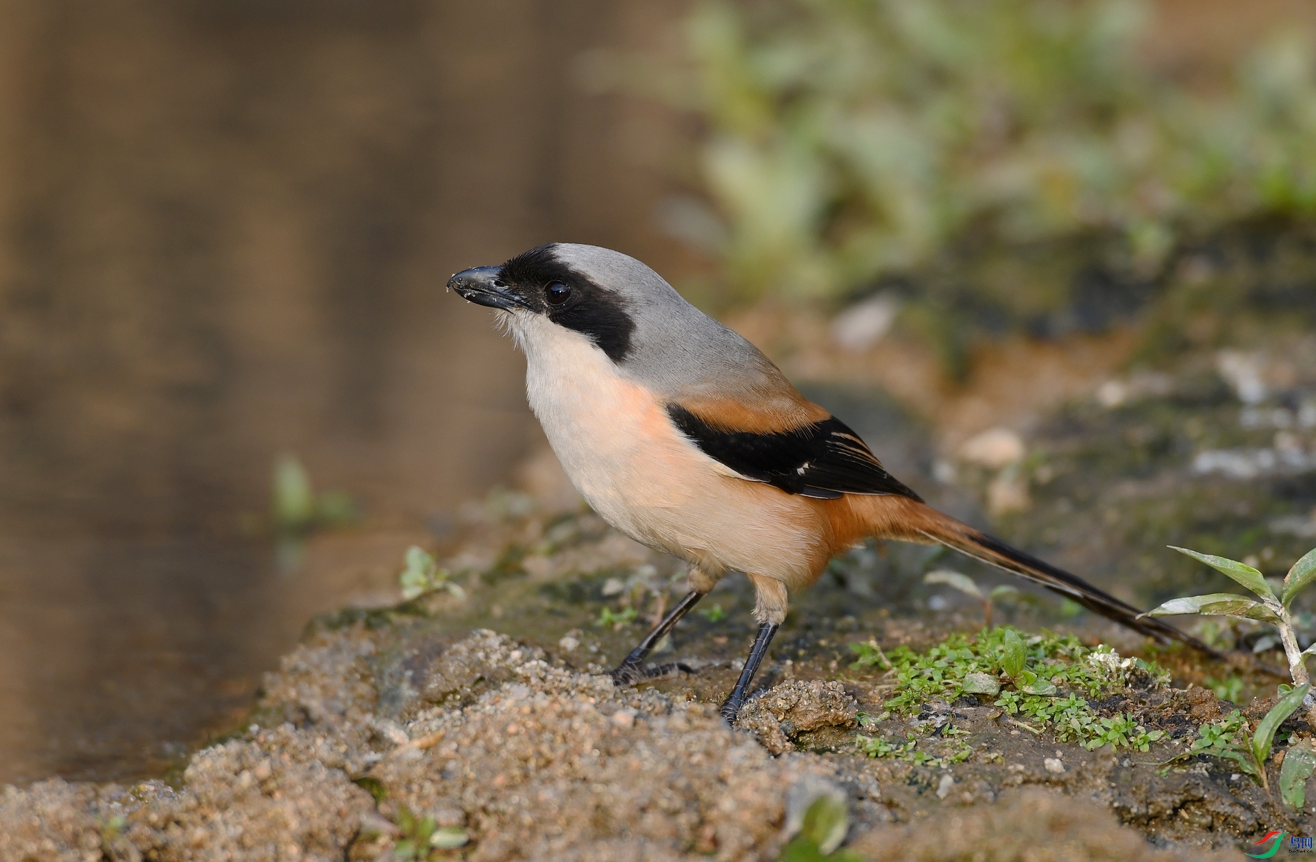 DSC_6494.jpg