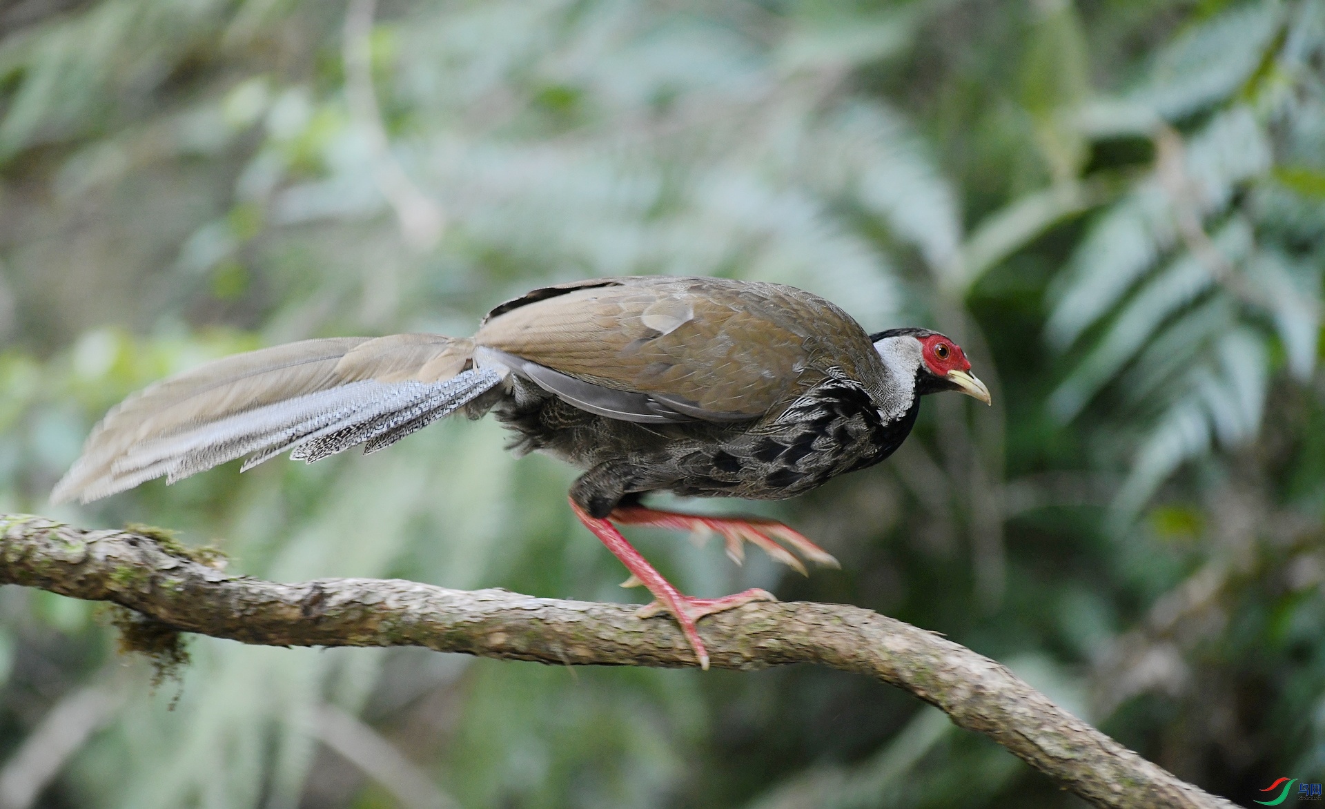 DSC_2242.jpg