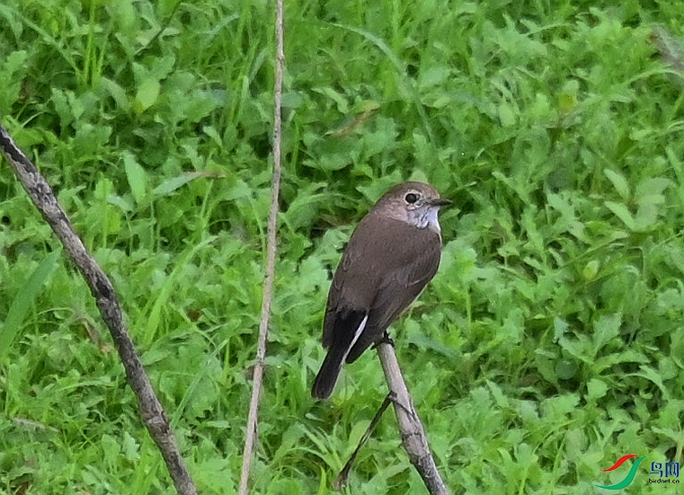 DSC_2947.JPG