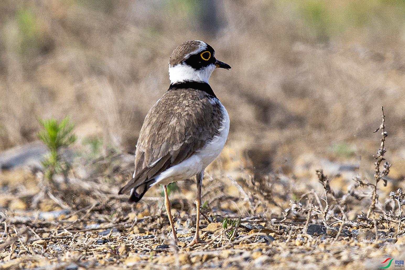 _MG_0135 ���� 2.jpg