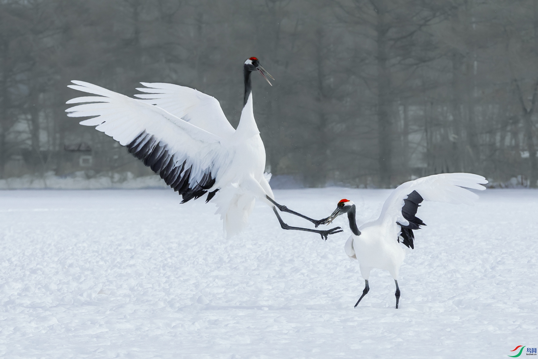 ������----���ӳѩ�Է�â