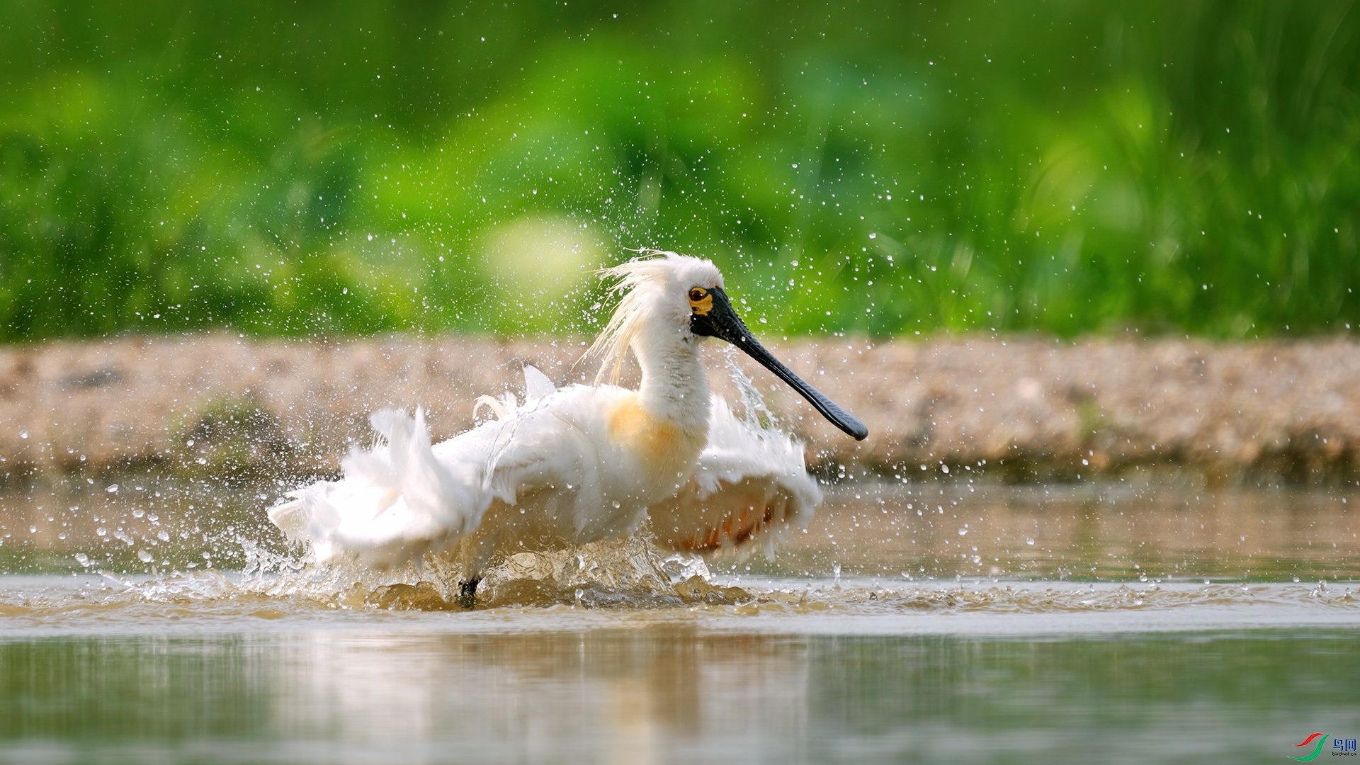 DSC04215 ����.jpg