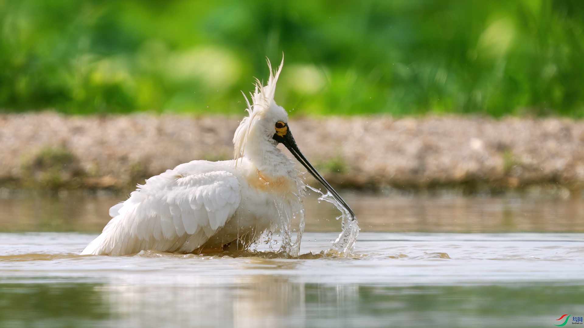 DSC04239 ����.jpg