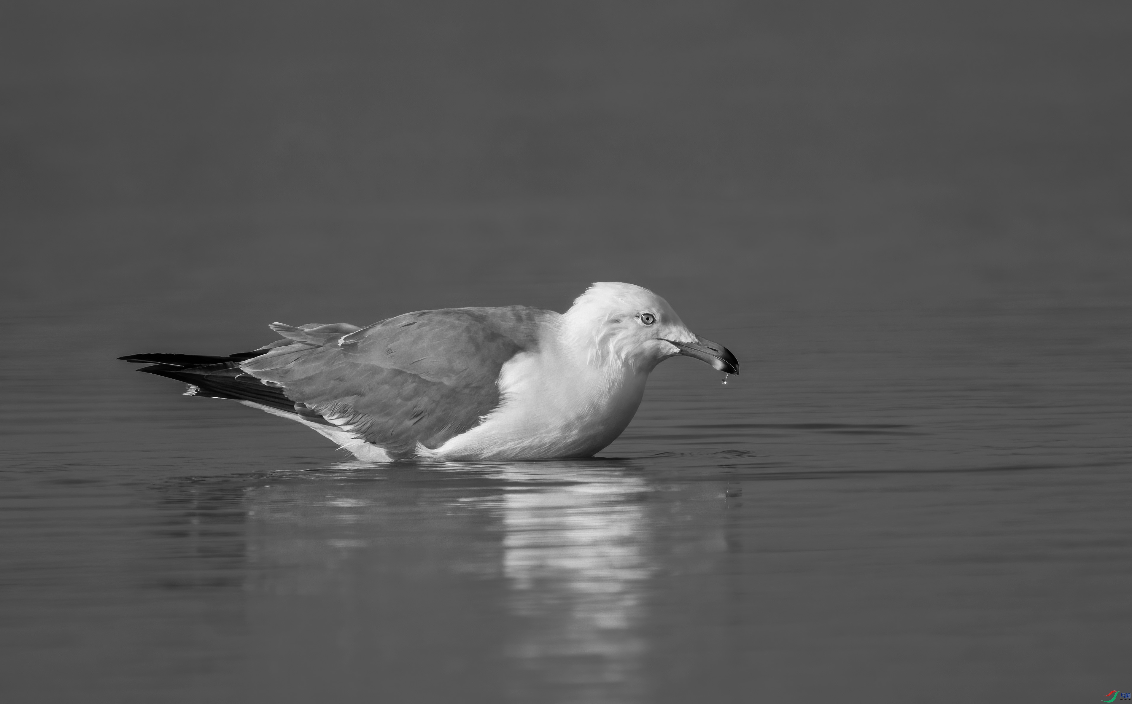 DSC00759 ����.jpg