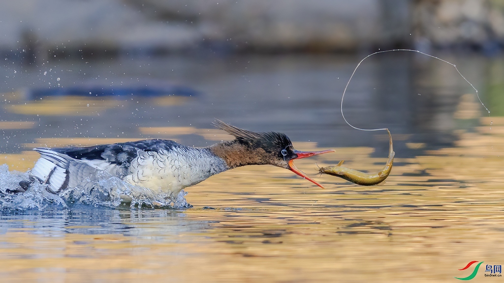 4Z7A5328 ����.jpg