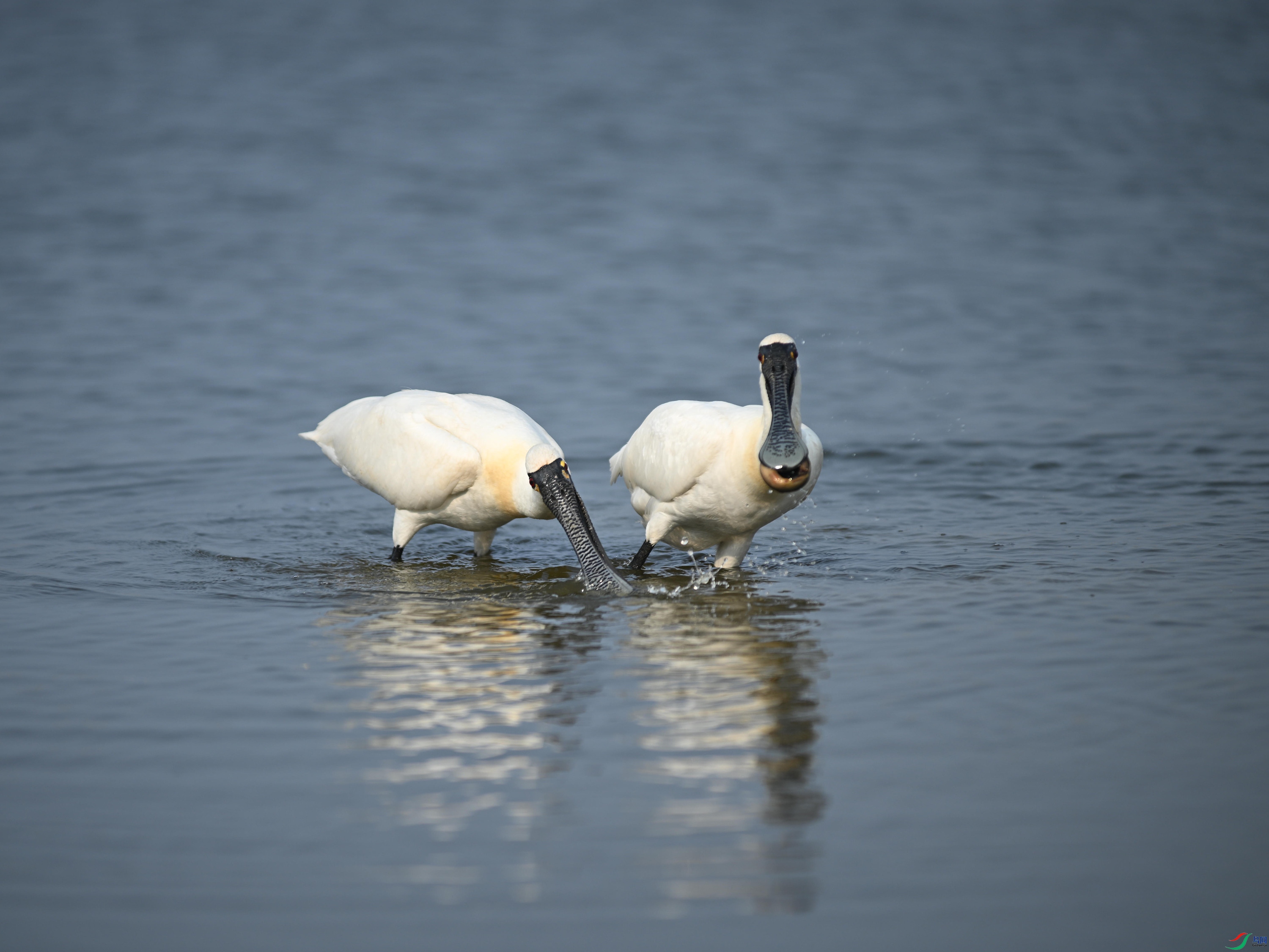 �������� (24).jpg