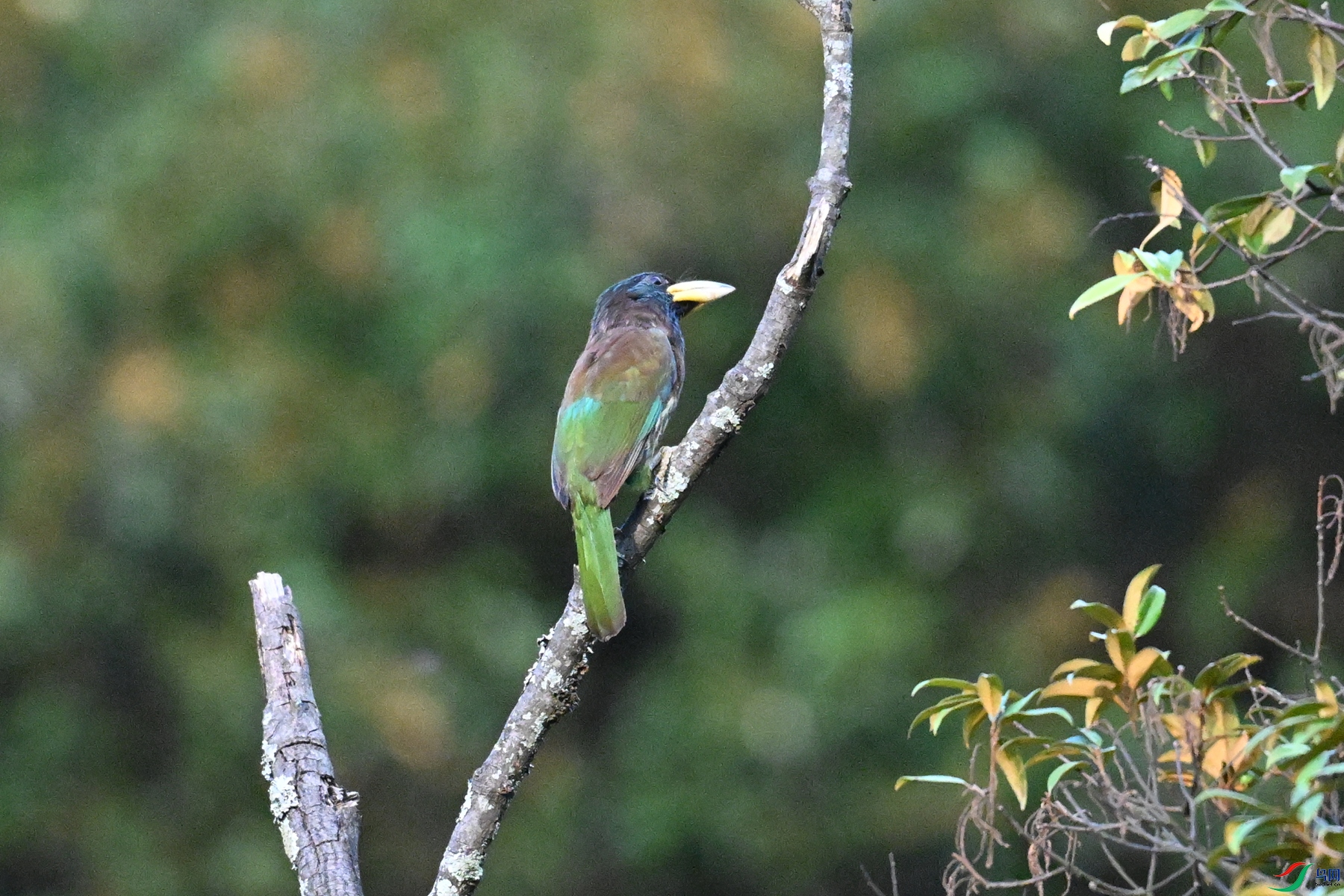 DSC_2531.JPG