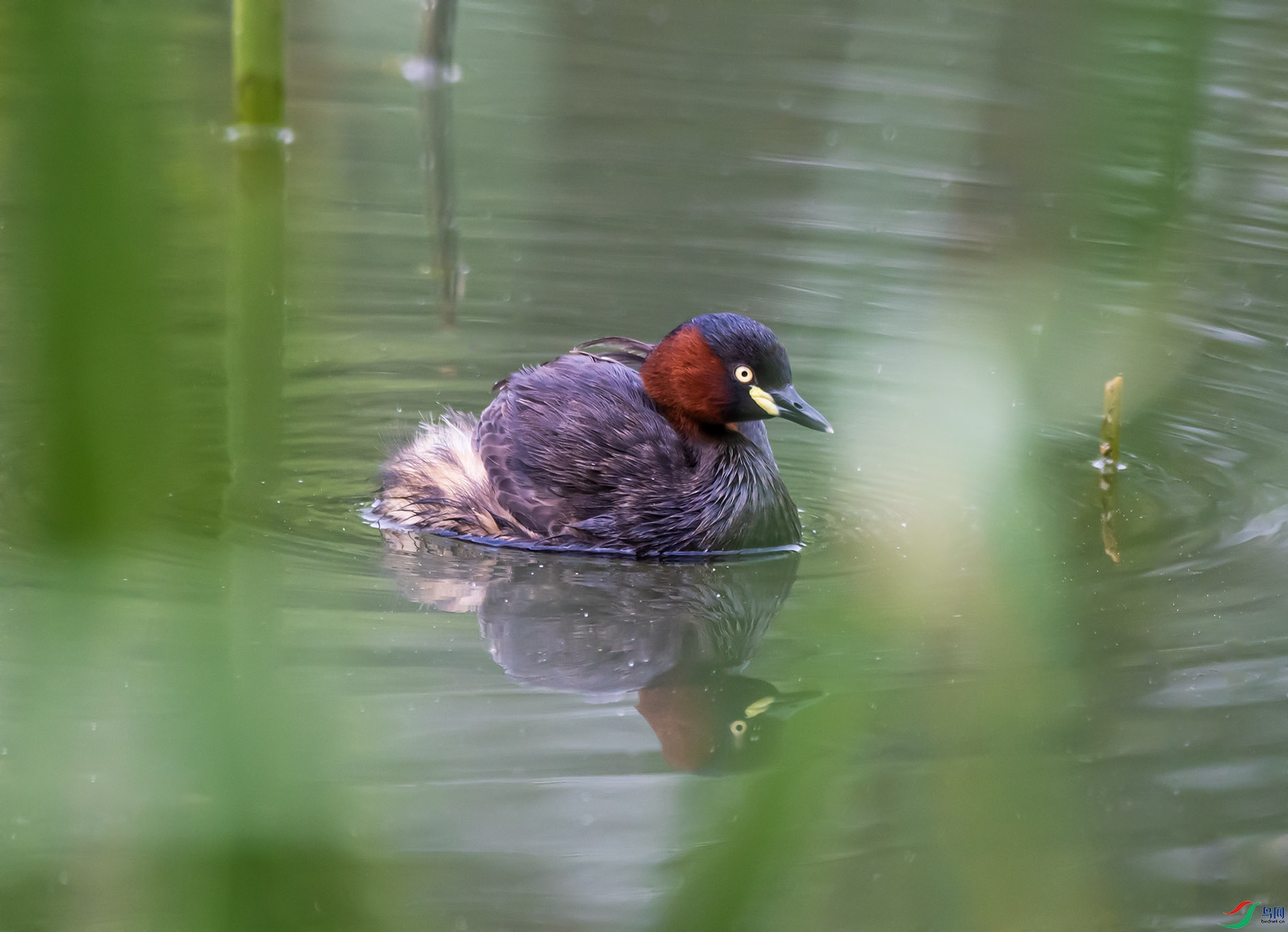 DSC_1783 ����.jpg