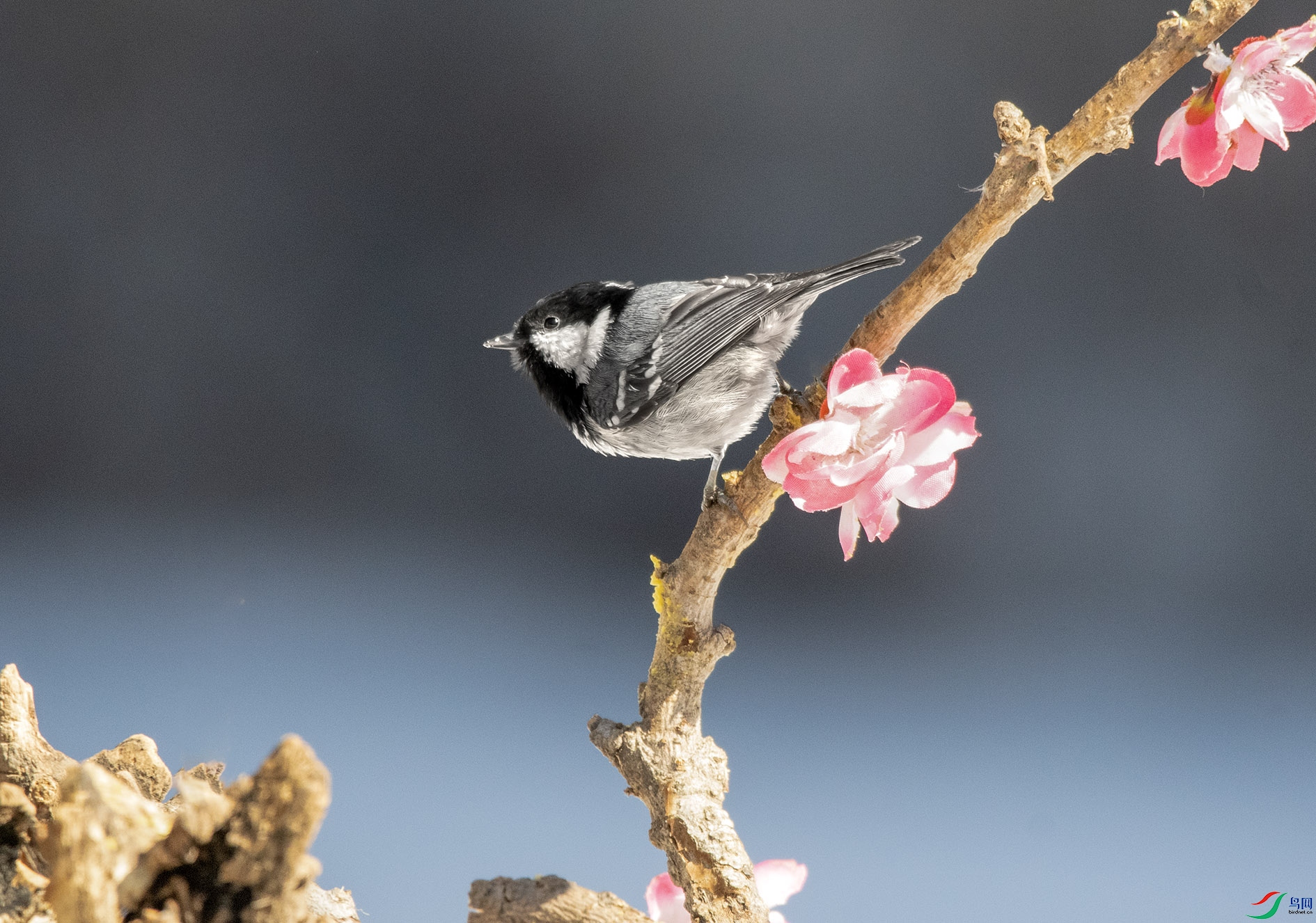 DSC_1752_��ͼ�� ����.jpg