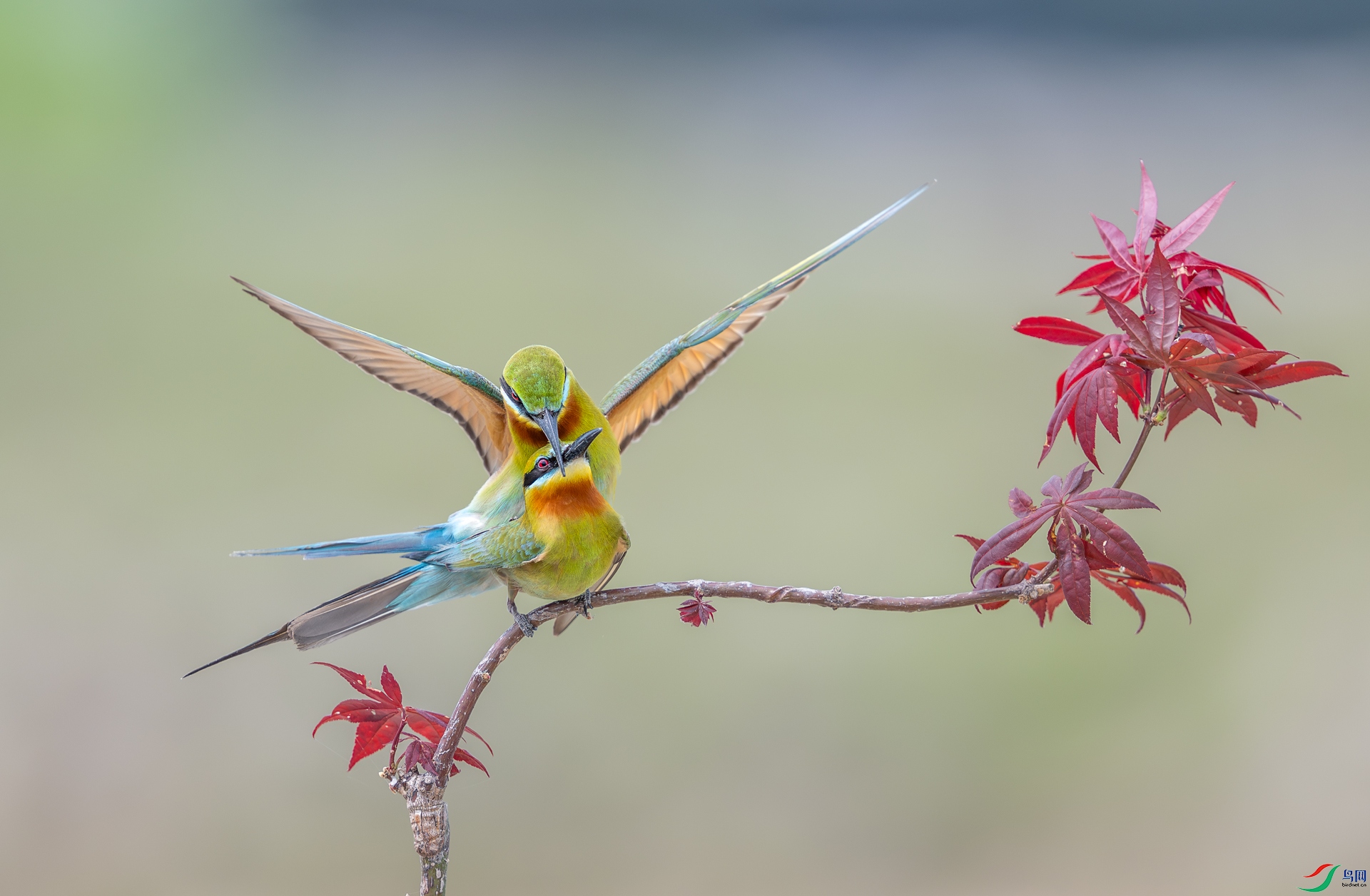 DSC_0775-1.jpg