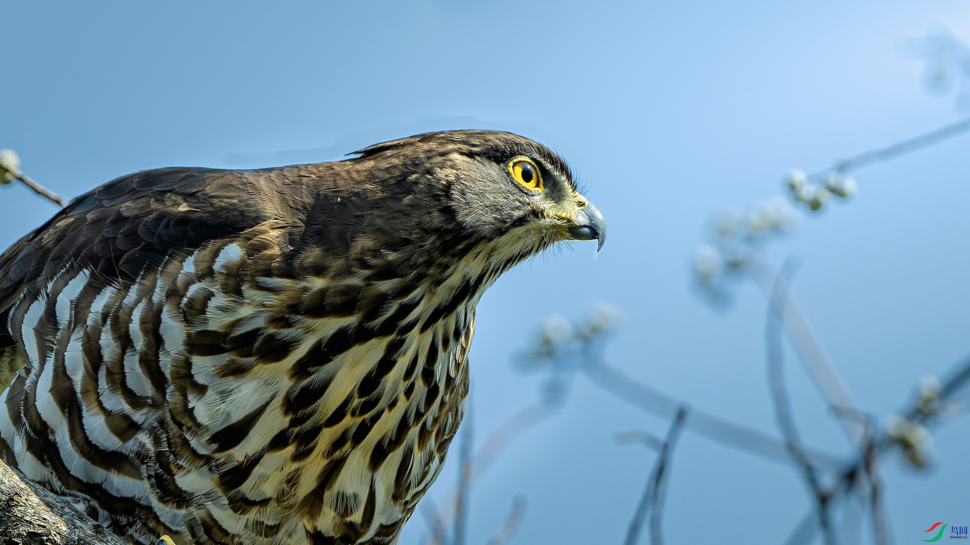 DSC_3921-����ǿ-NR ����.jpg