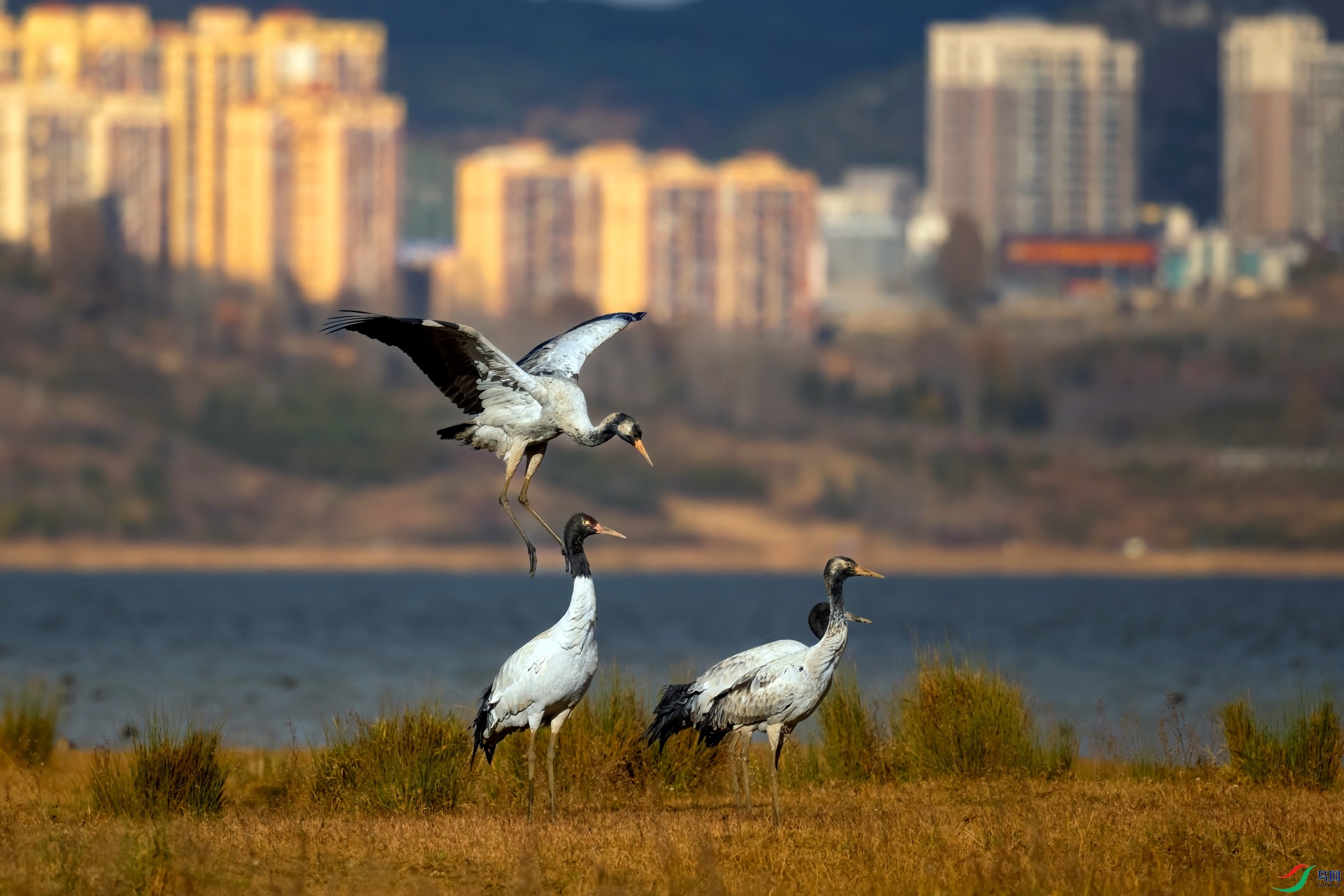 DSC_4504 ����-01.jpeg