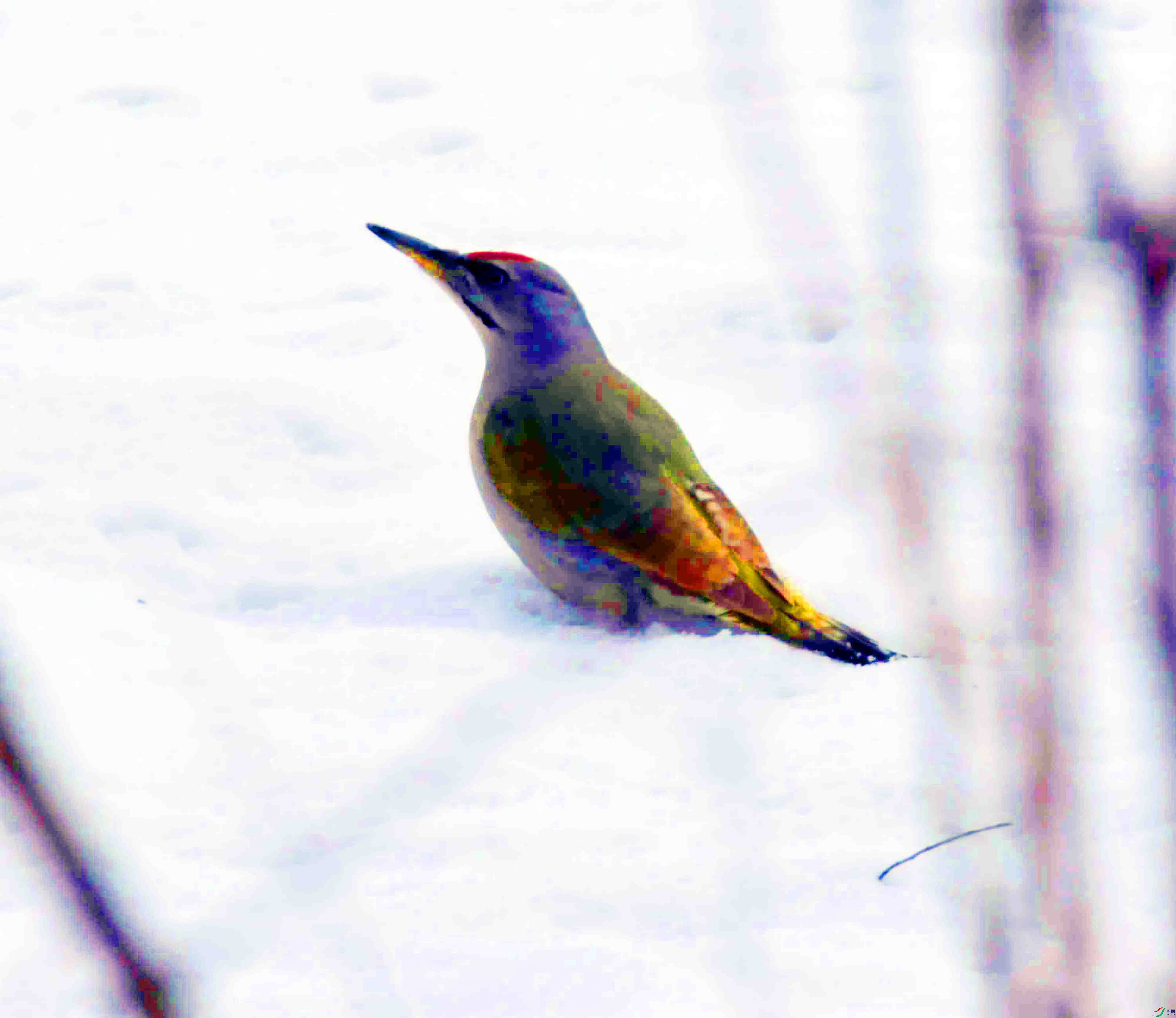 DSC_2648.JPG