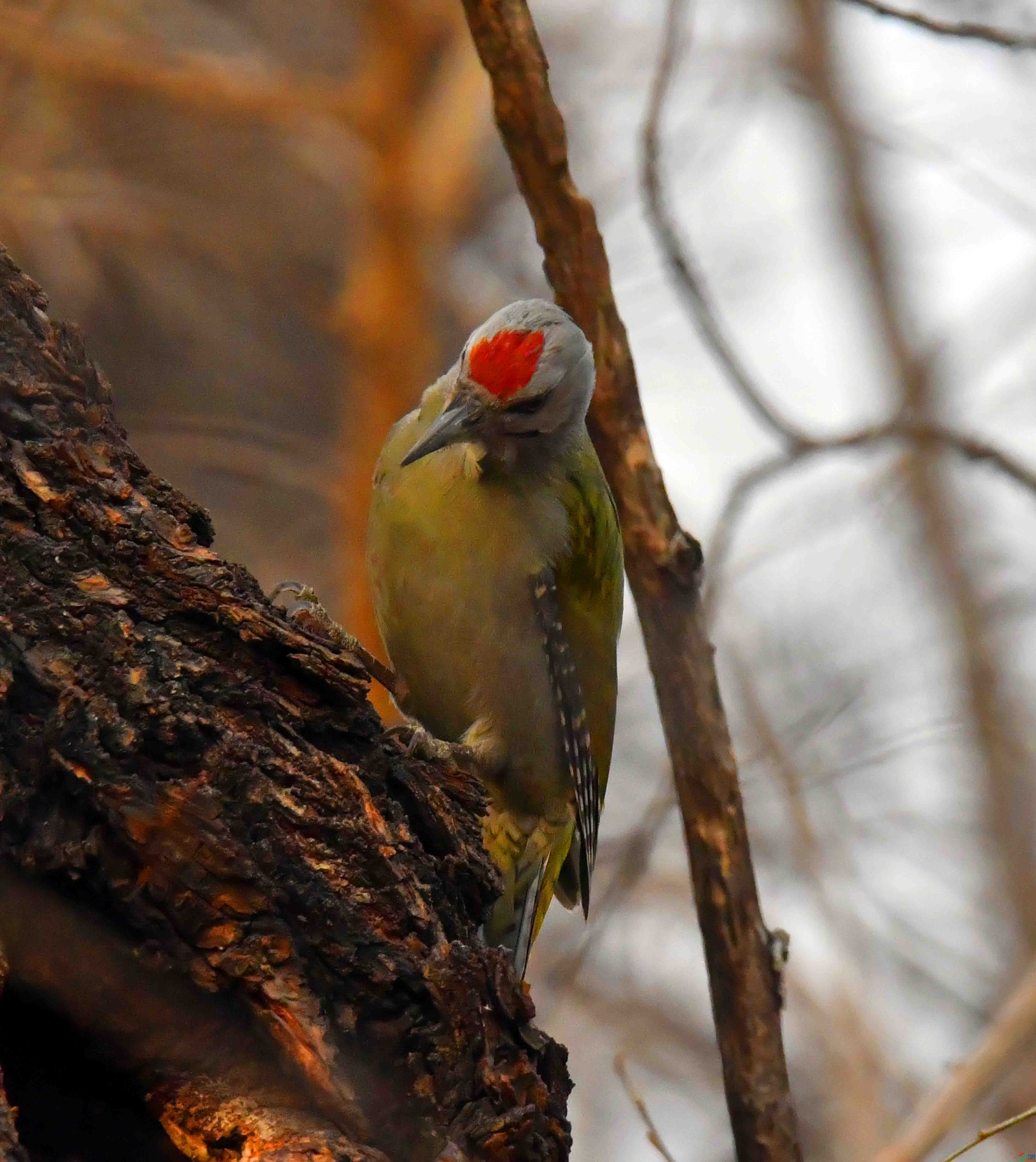 DSC_3470.JPG
