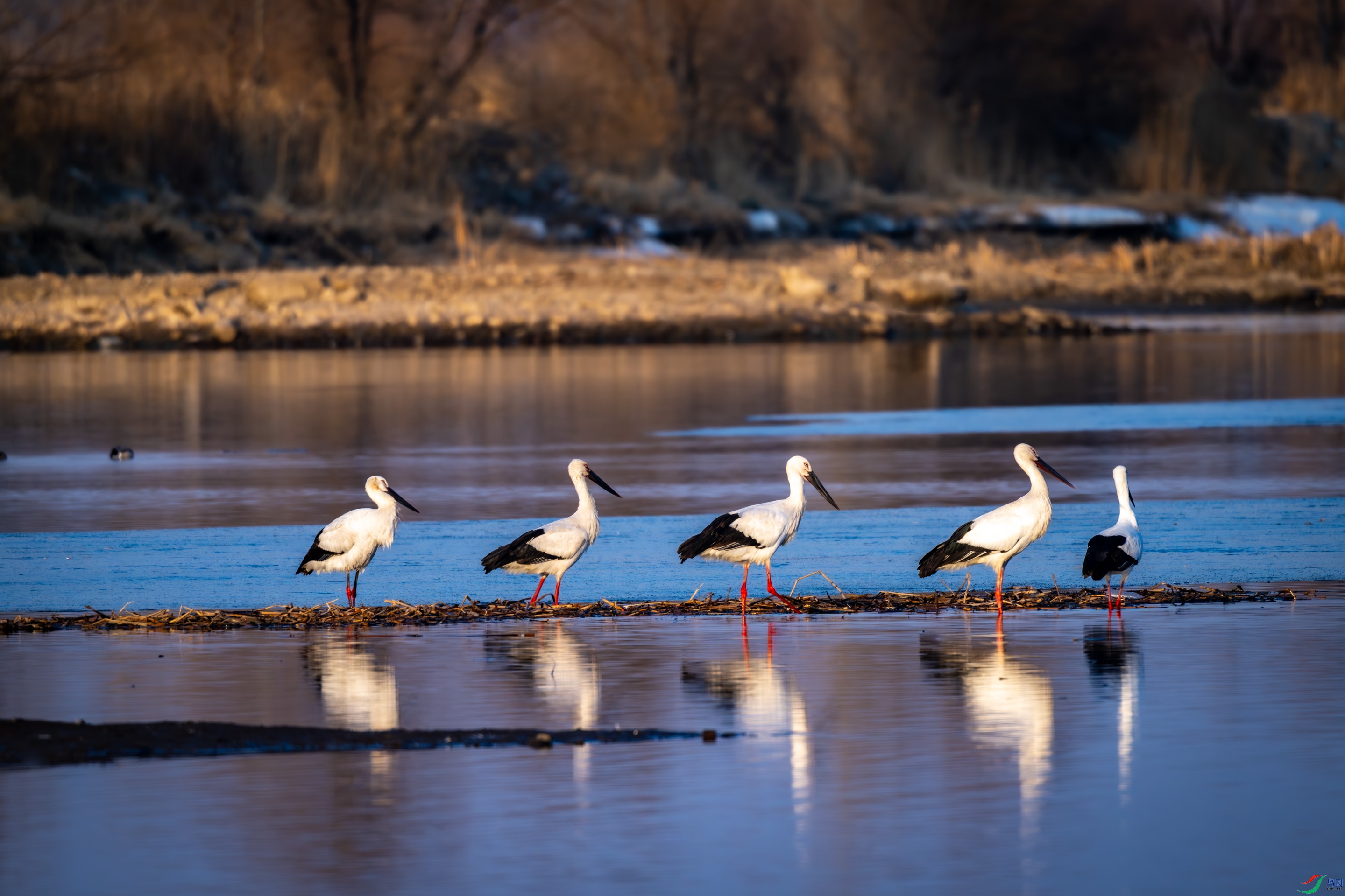 �����ɻ����߷�����ֻ��������