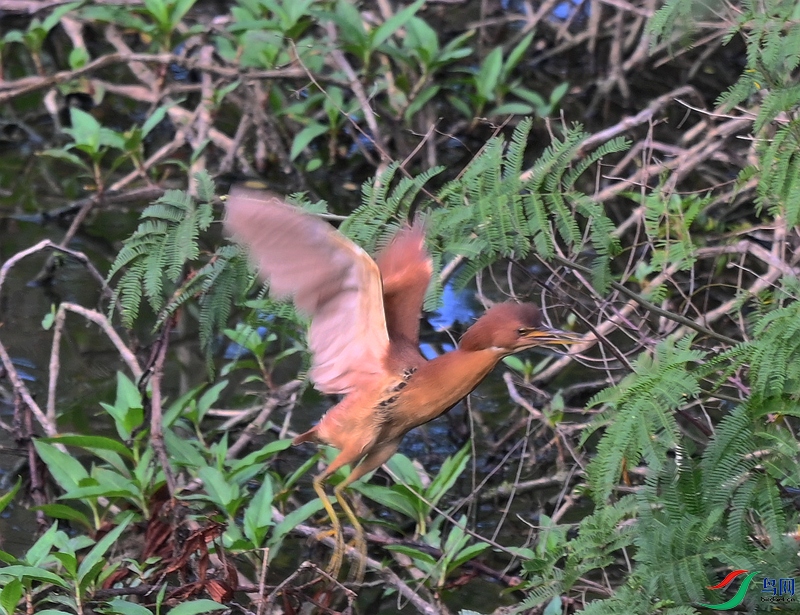 DSC_9950.JPG