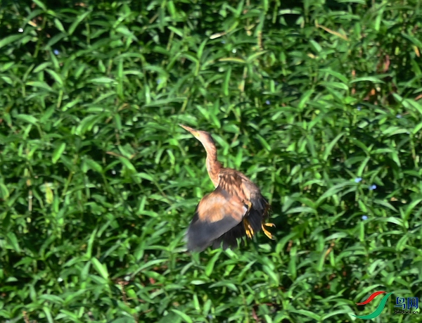 DSC_9978.JPG