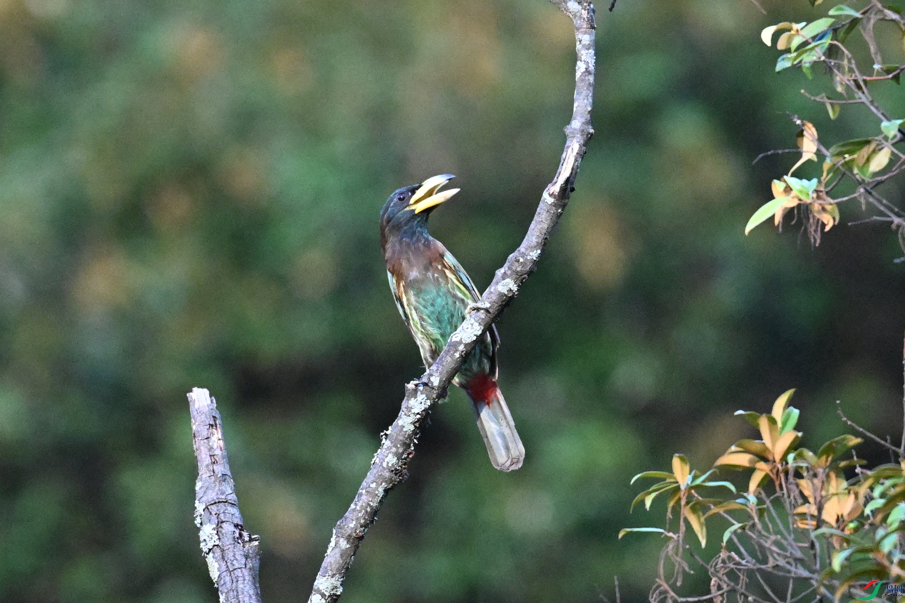 DSC_2524.JPG