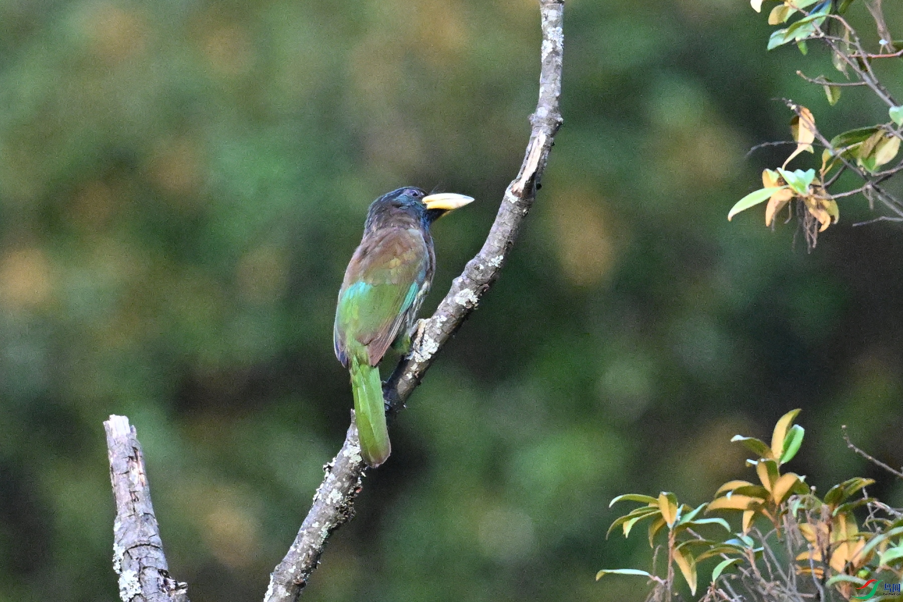 DSC_2530.JPG