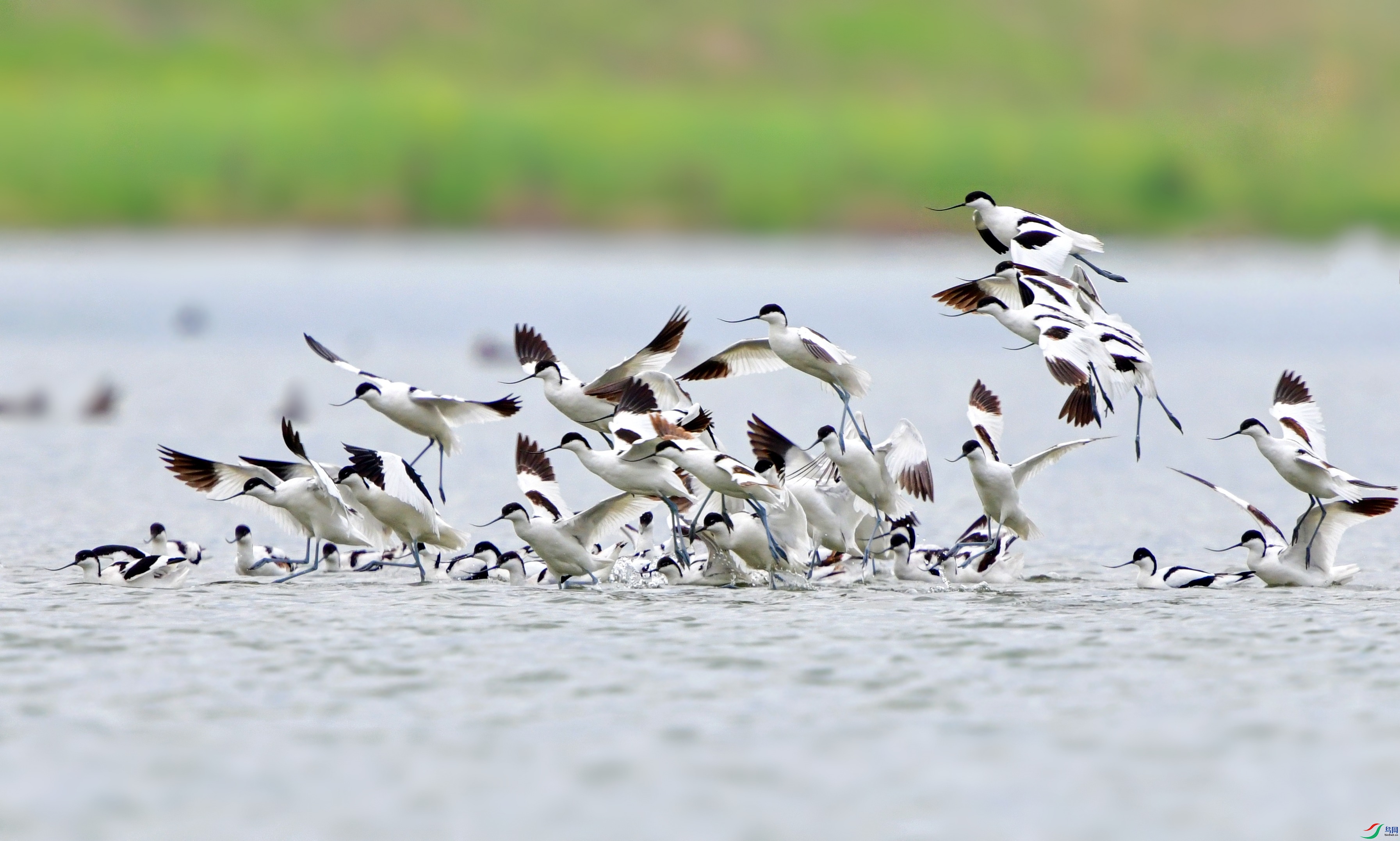 DSC_8826_conew2.jpg