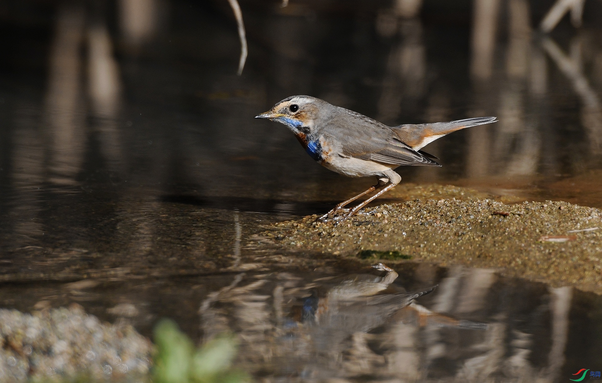 DSC_4950.jpg