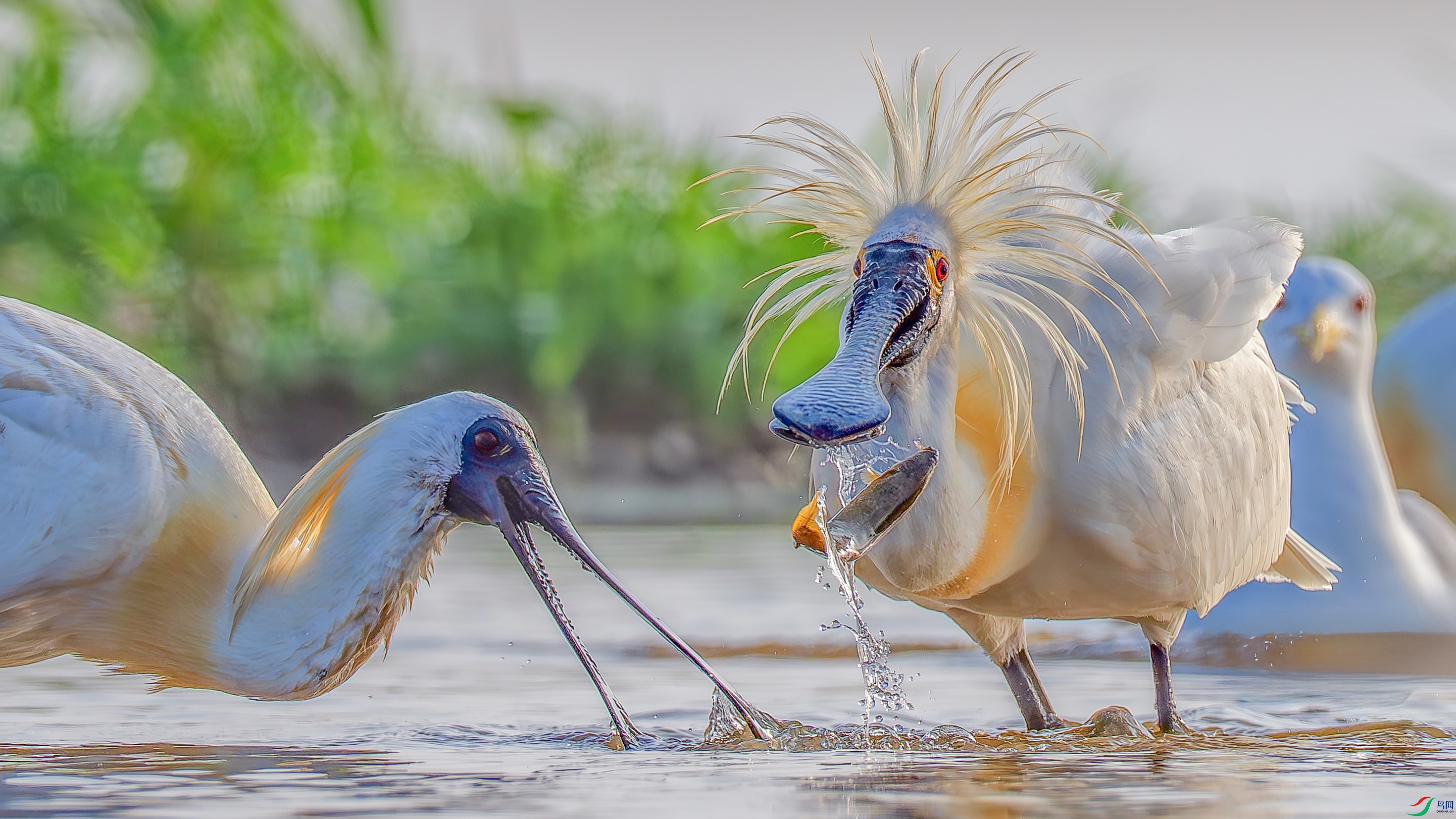 DSC08150 ����.jpg