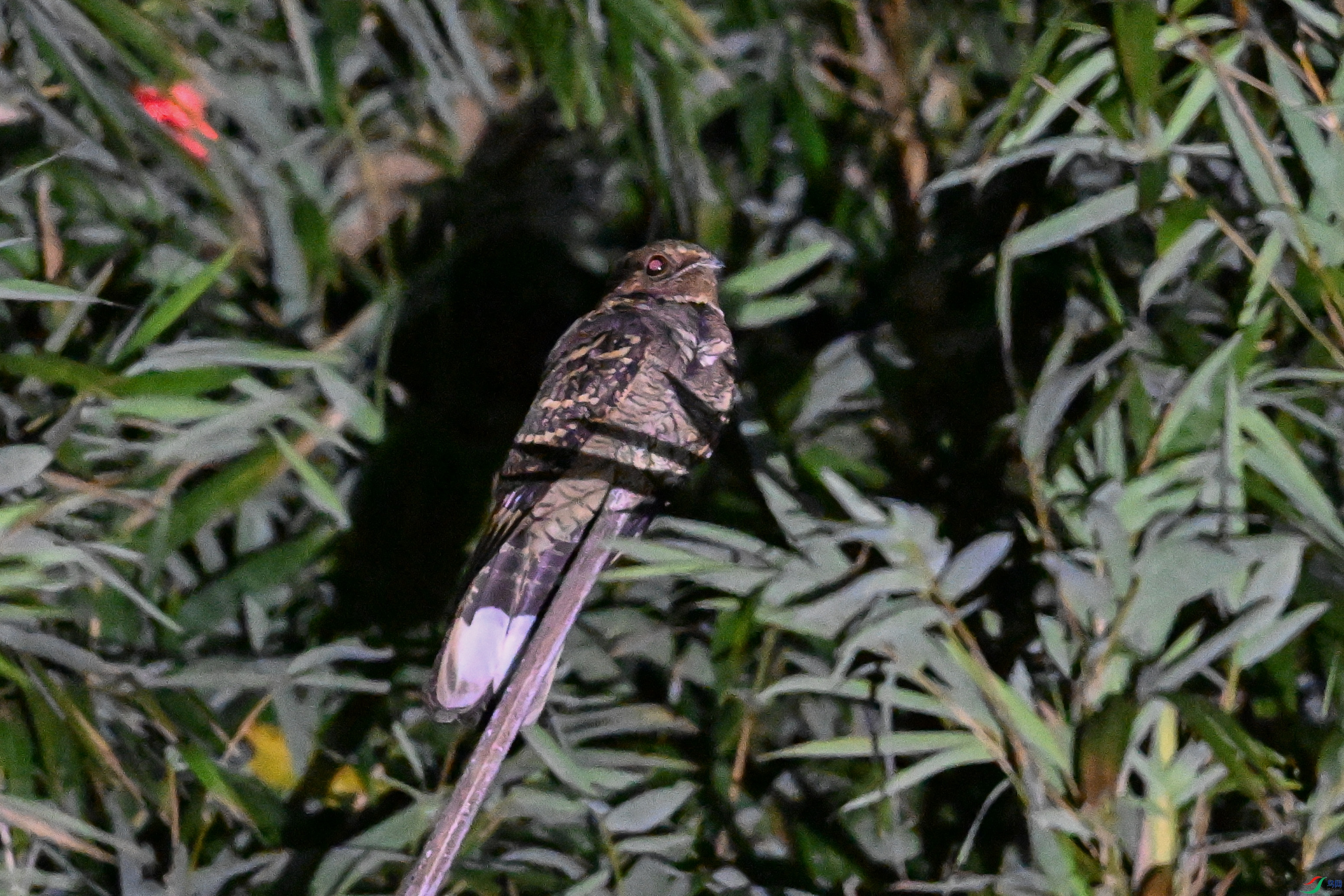 DSC_6646.JPG