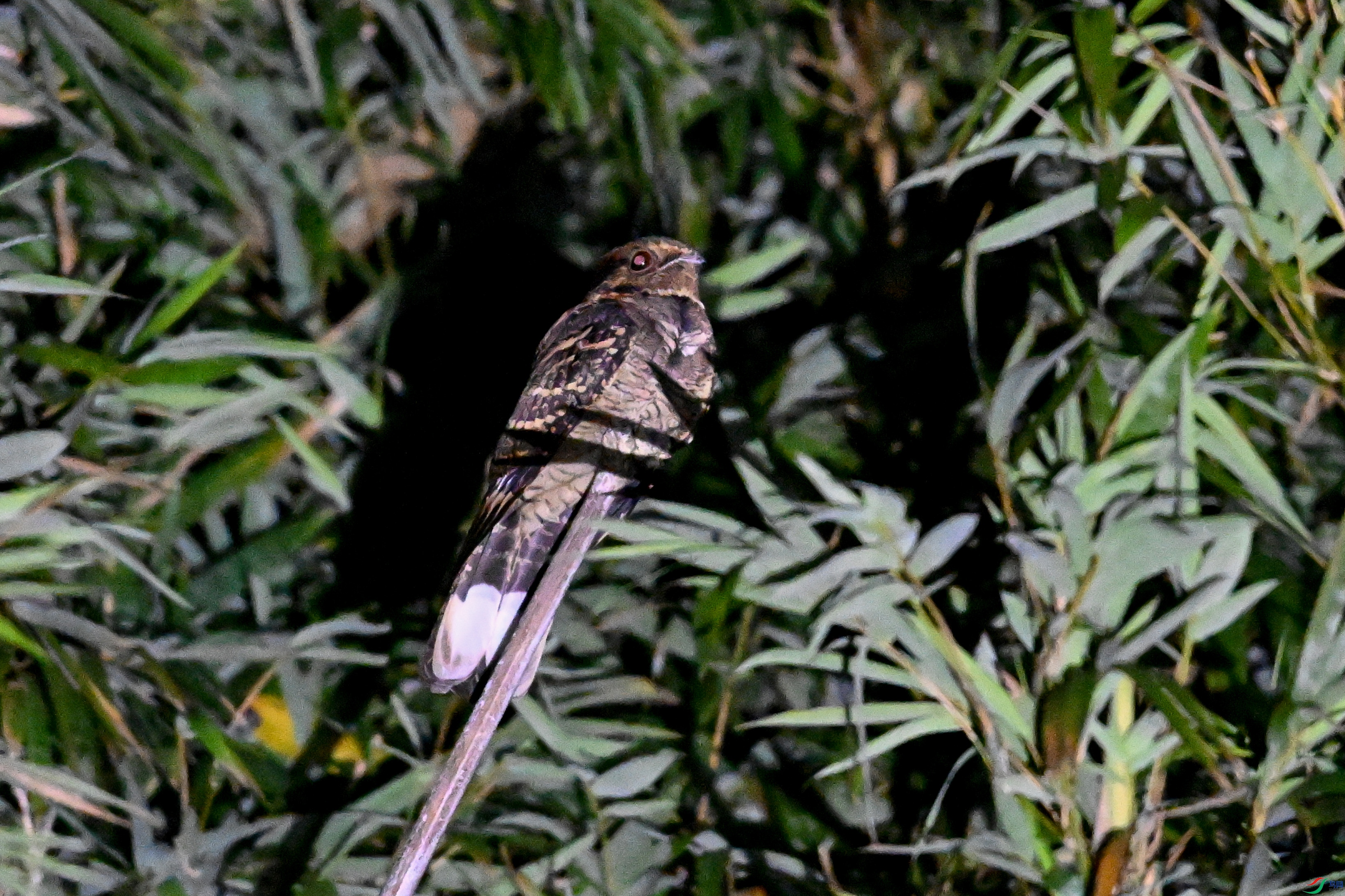 DSC_6647.JPG