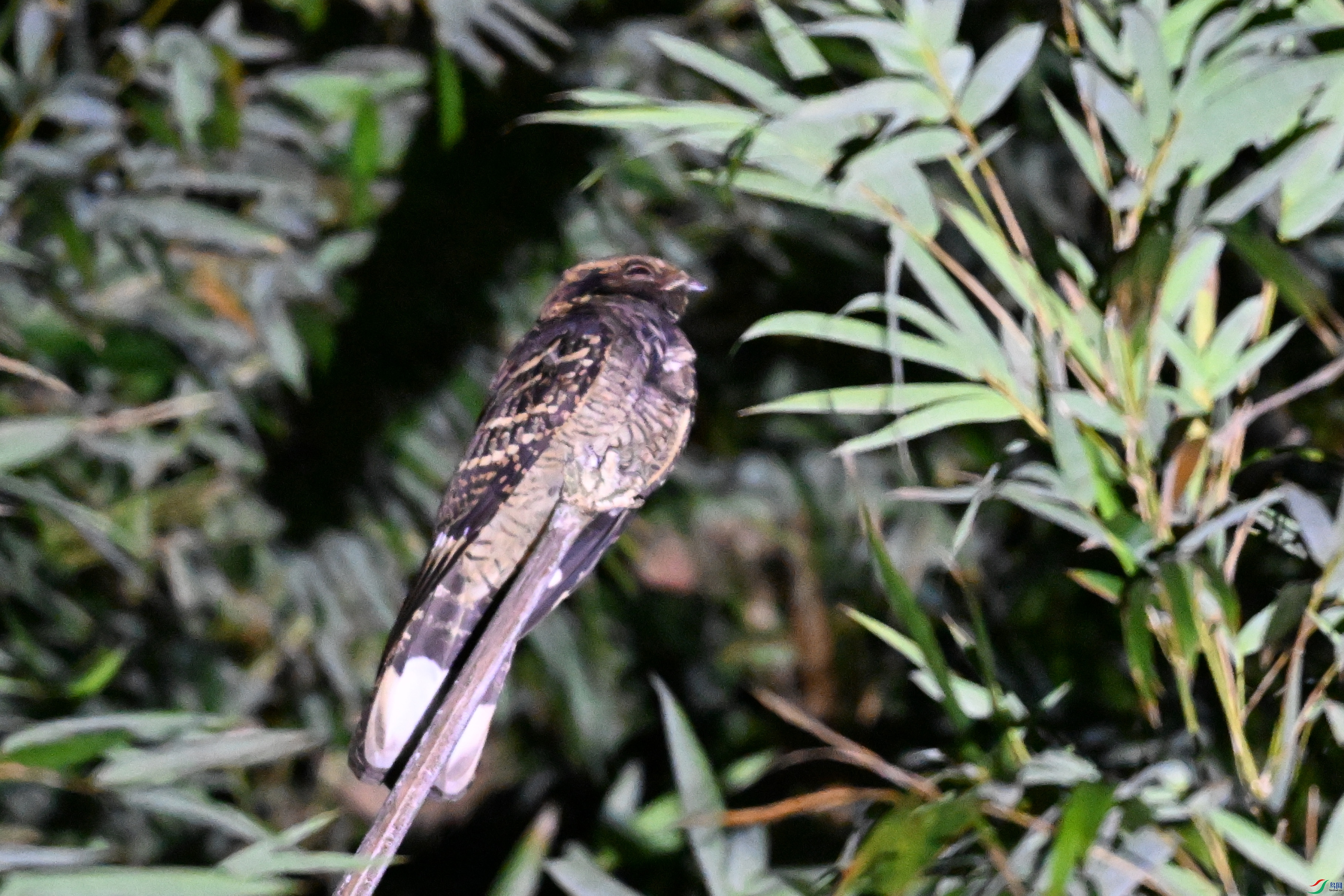 DSC_6660.JPG
