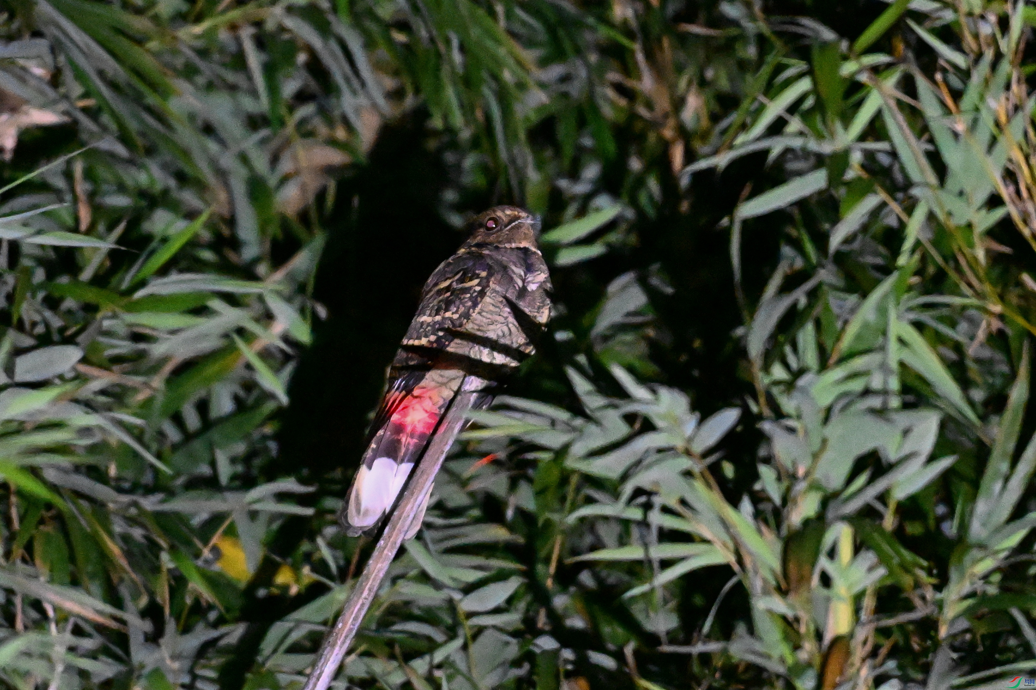 DSC_6648.JPG