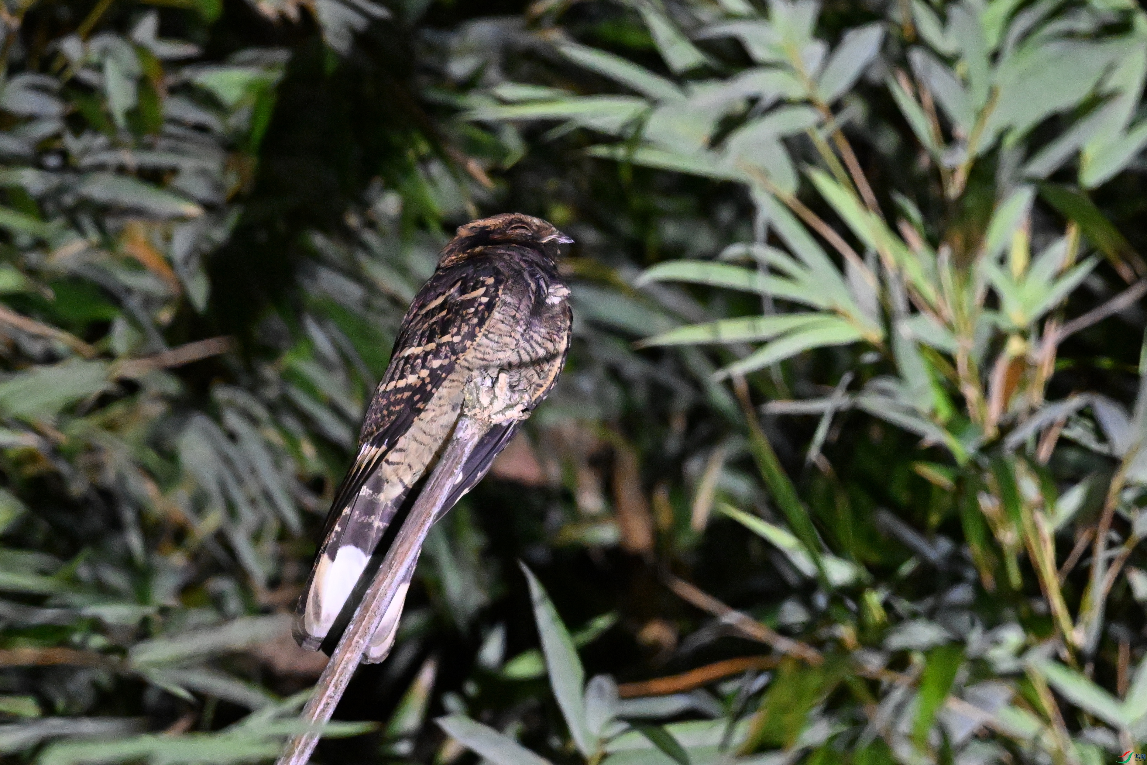 DSC_6664.JPG